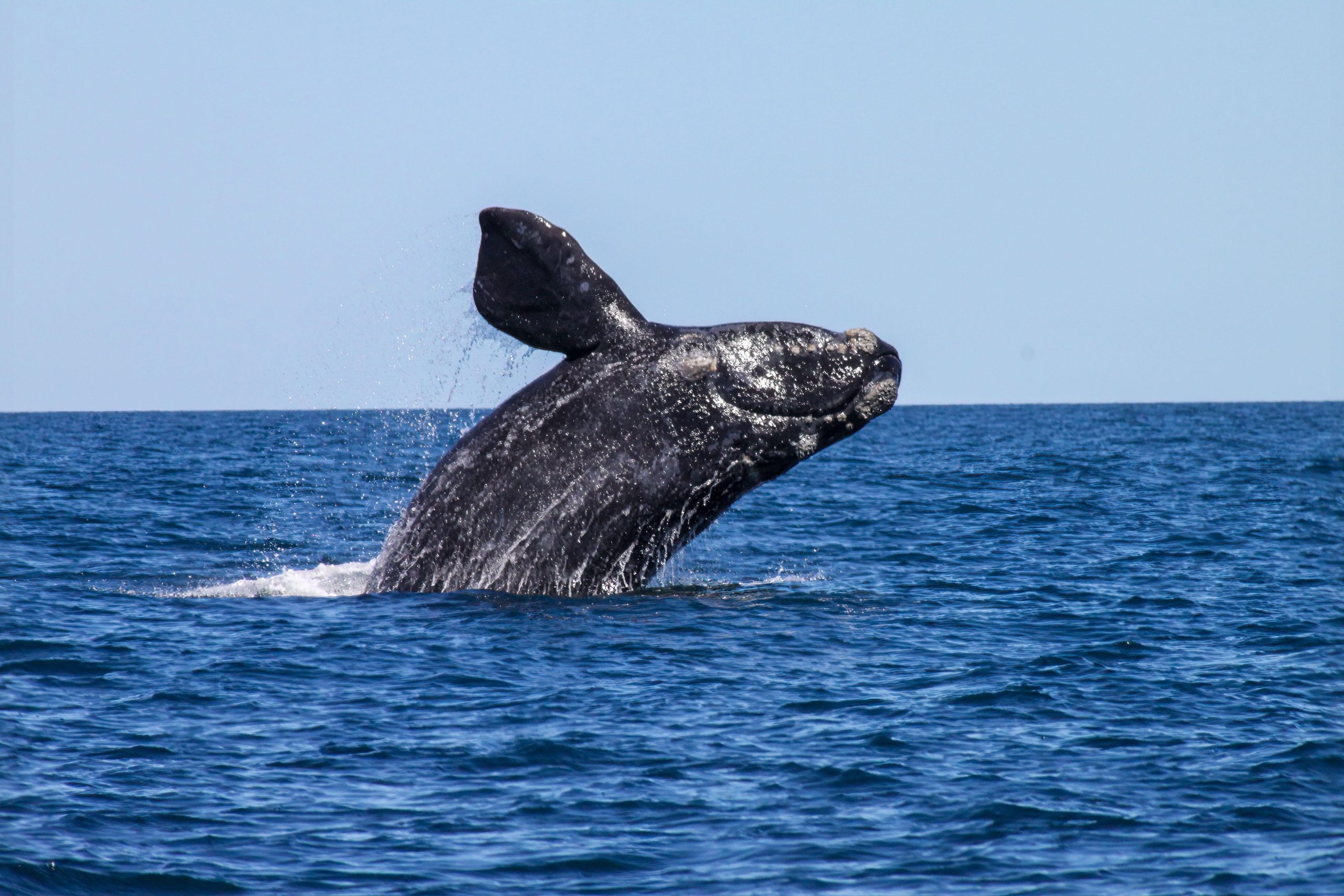 Cabo San Lucas: Whale Watching and Snorkeling Tour – Cabo San Lucas, Mexico