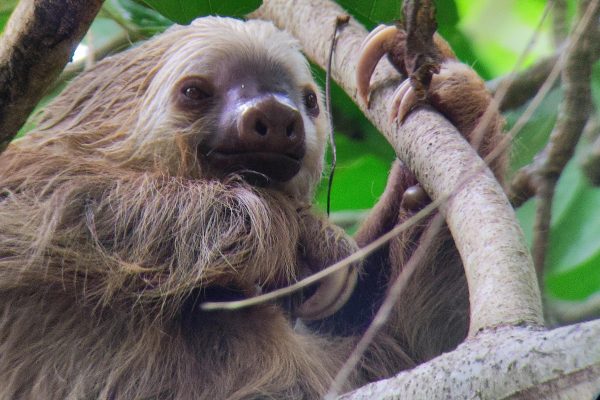 Cahuita: Hiking and Wildlife Watching Tour – Cahuita, Costa Rica