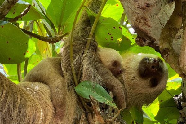 Cahuita: Hiking and Wildlife Watching Tour, Guided Tour – Cahuita, Costa Rica