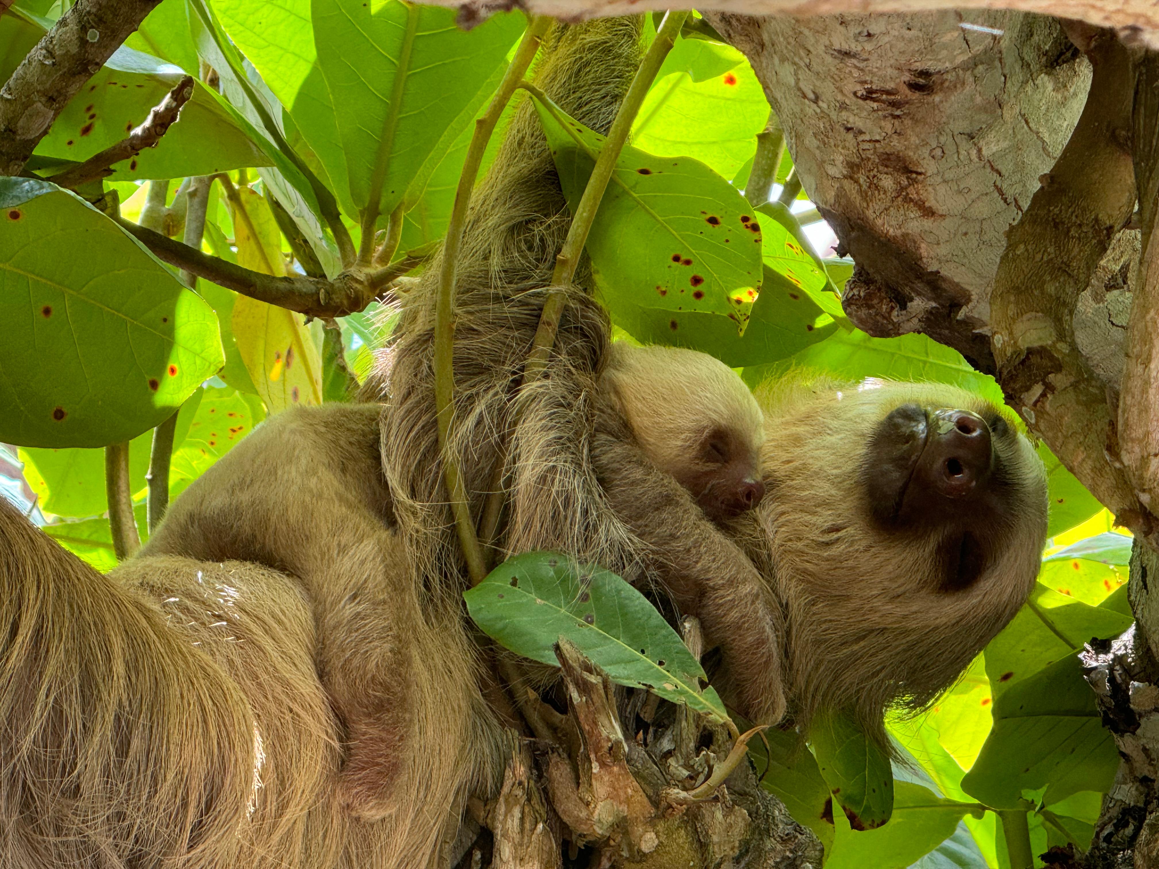 Cahuita: Hiking and Wildlife Watching Tour, Guided Tour – Cahuita, Costa Rica