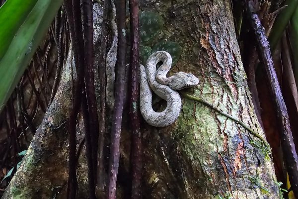Cahuita National Park: Epic Guided Hike in a Small Group (Max. 10) – Cahuita, Costa Rica