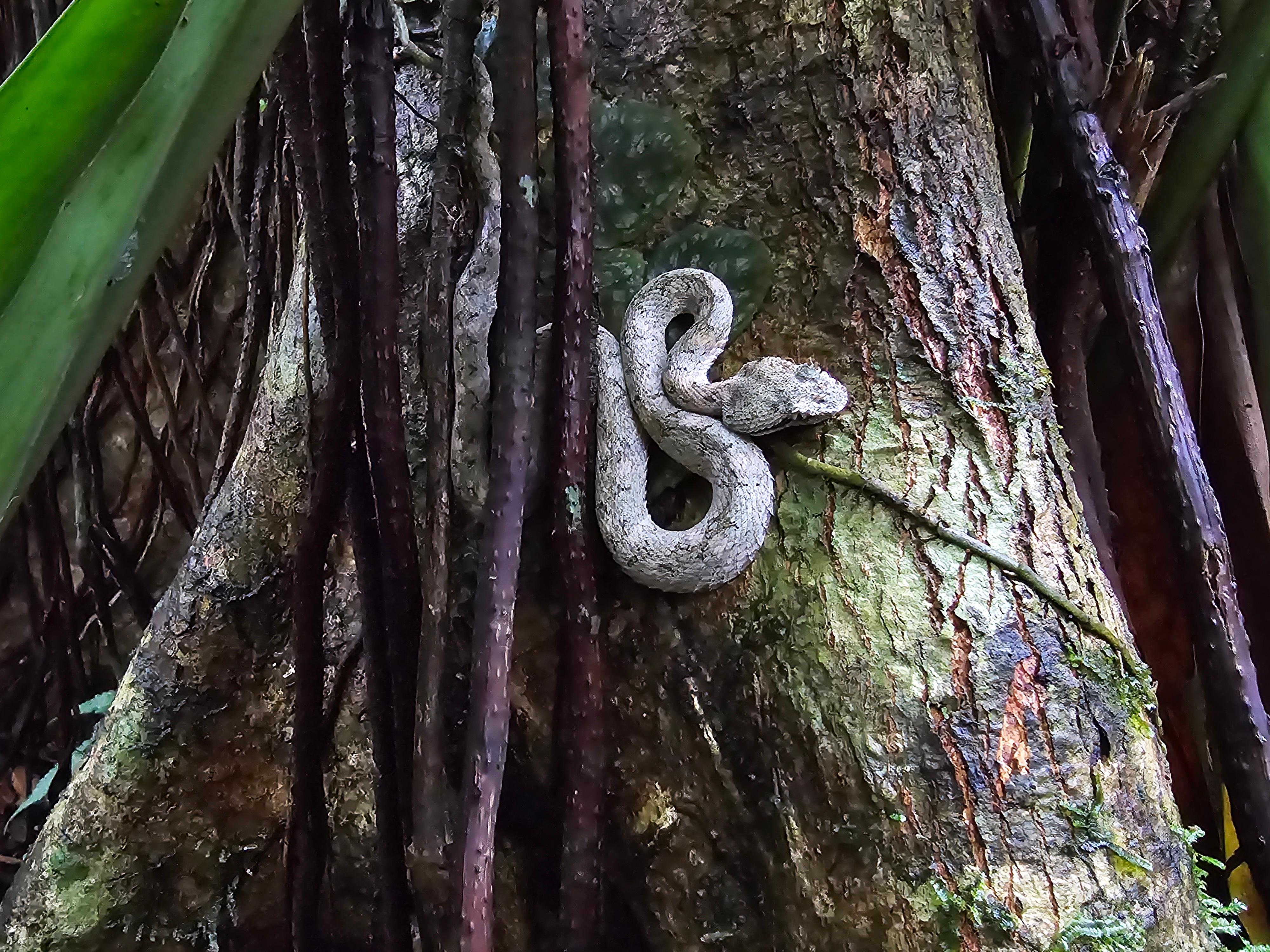 Cahuita National Park: Epic Guided Hike in a Small Group (Max. 10) – Cahuita, Costa Rica