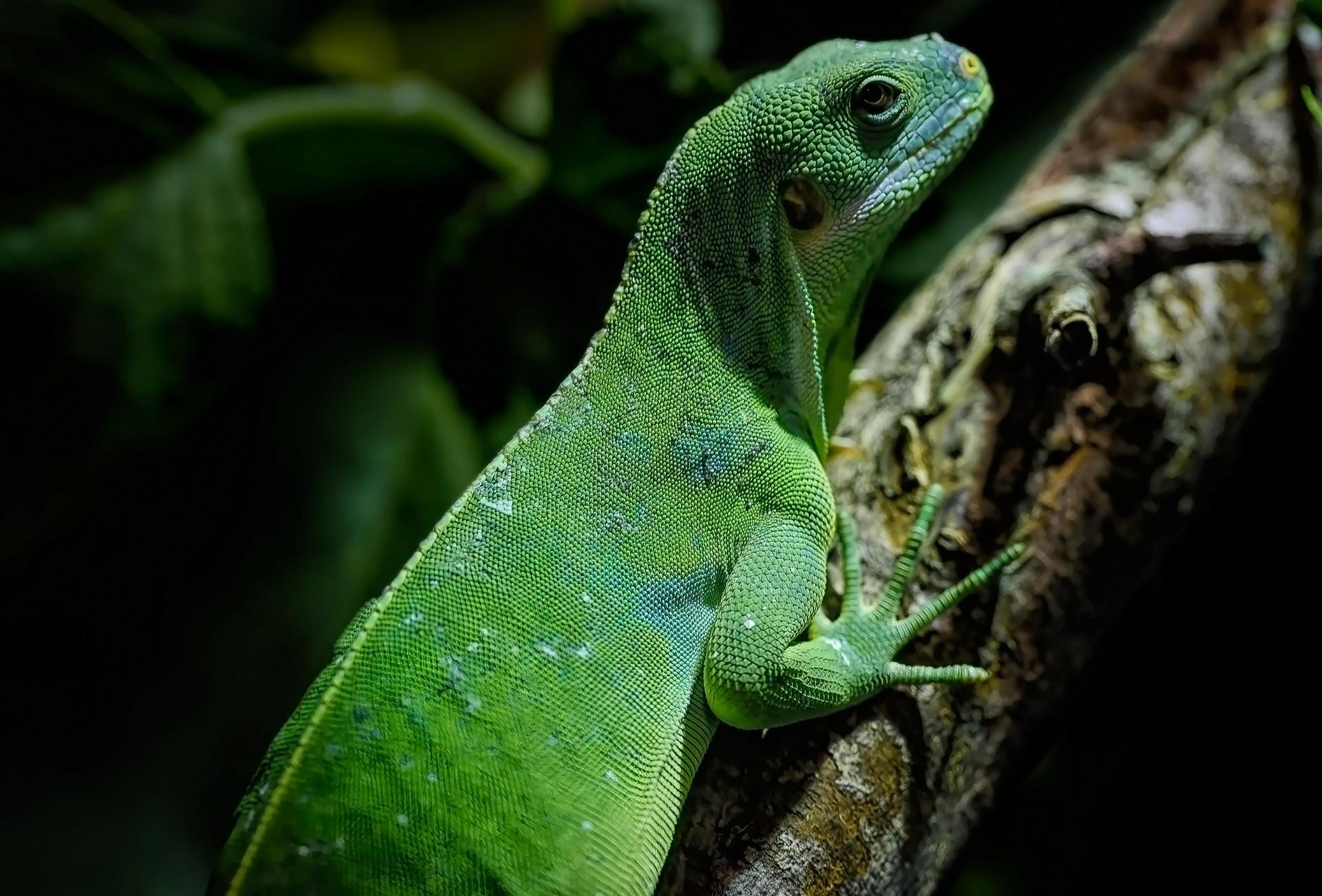 Cahuita: Night Reptile Tour with Specialist Guide – Cahuita, Costa Rica