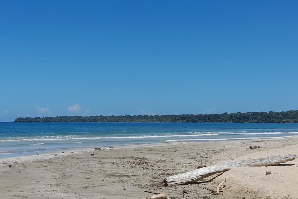 Cahuita national park : guiding tour with Pablo – Cahuita, Costa Rica