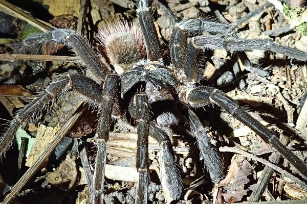 Cahuita’s Tarantula Way Night Tour – Cahuita, Costa Rica