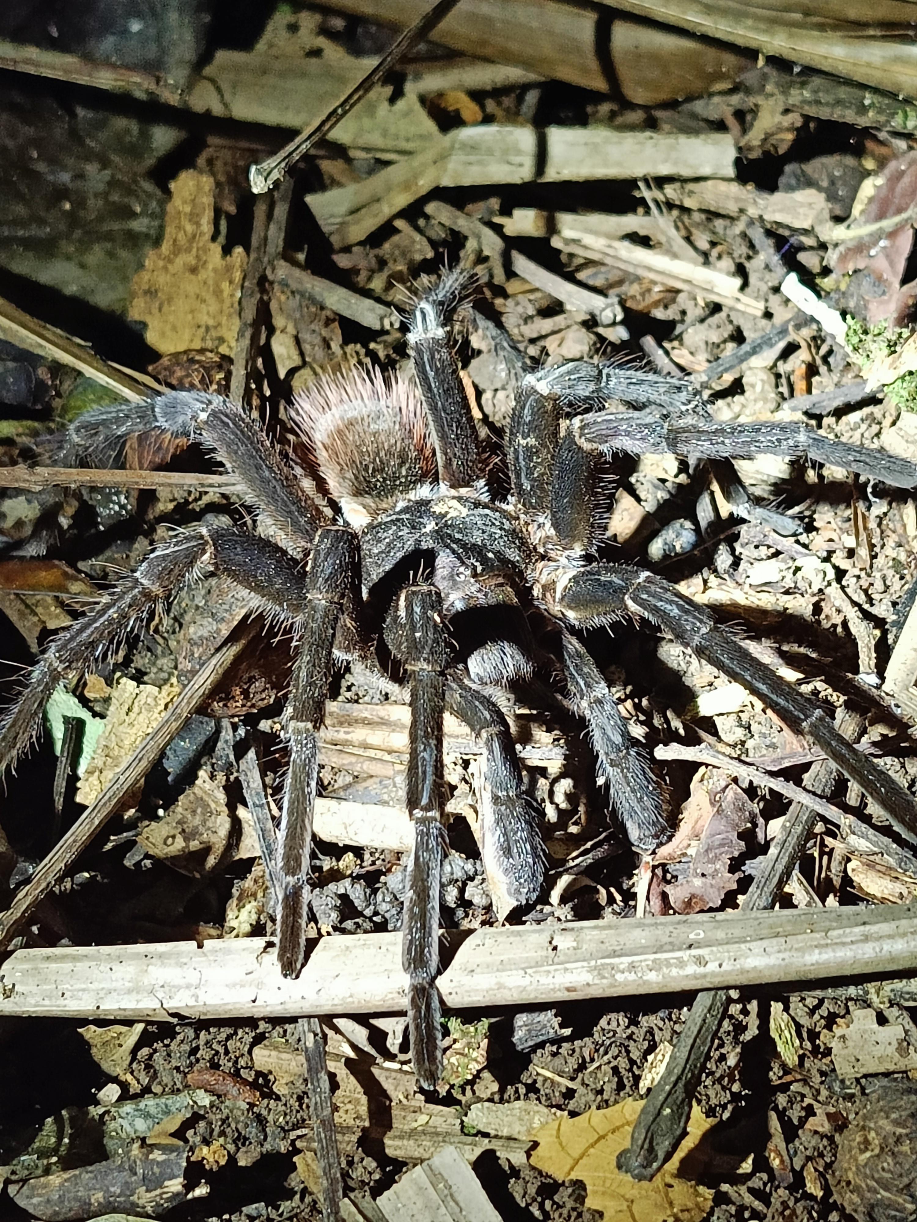 Cahuita’s Tarantula Way Night Tour – Cahuita, Costa Rica