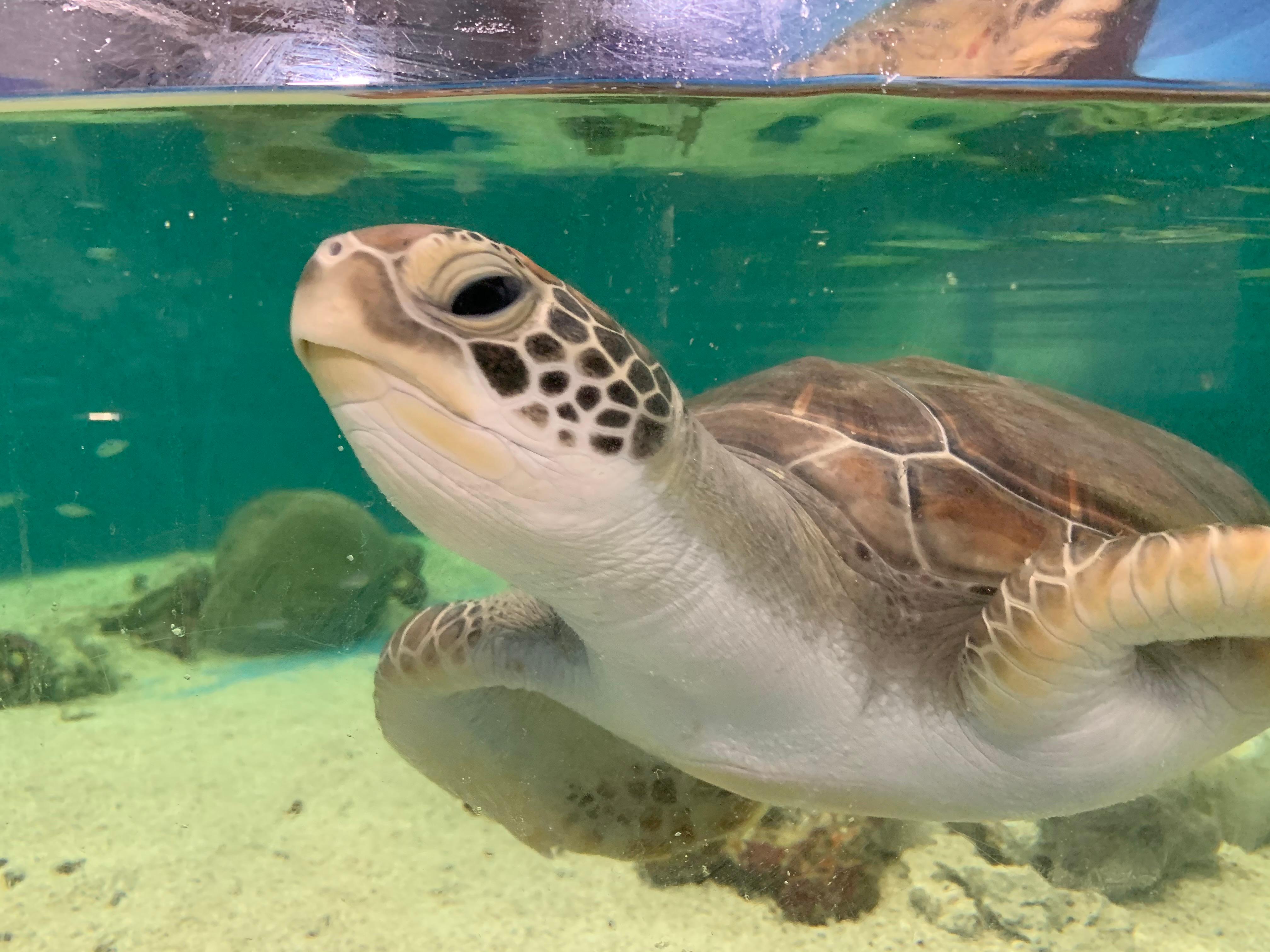 Cairns: Aquarium Entry Ticket and Turtle Rehabilitation Tour – Cairns, Australia