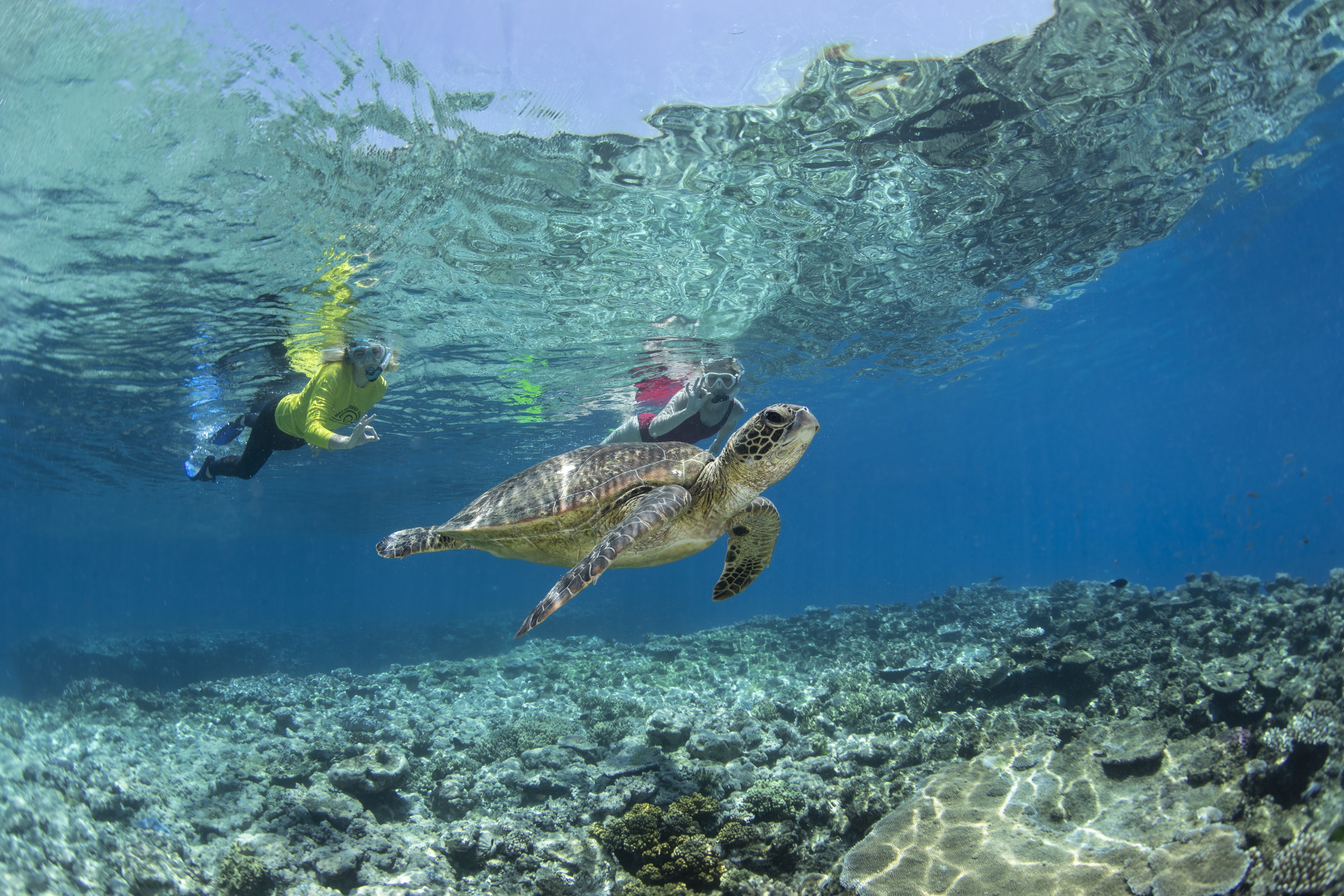 Cairns: Silverswift 3 Great Barrier Reef Sites in 1 Day – Cairns, Australia