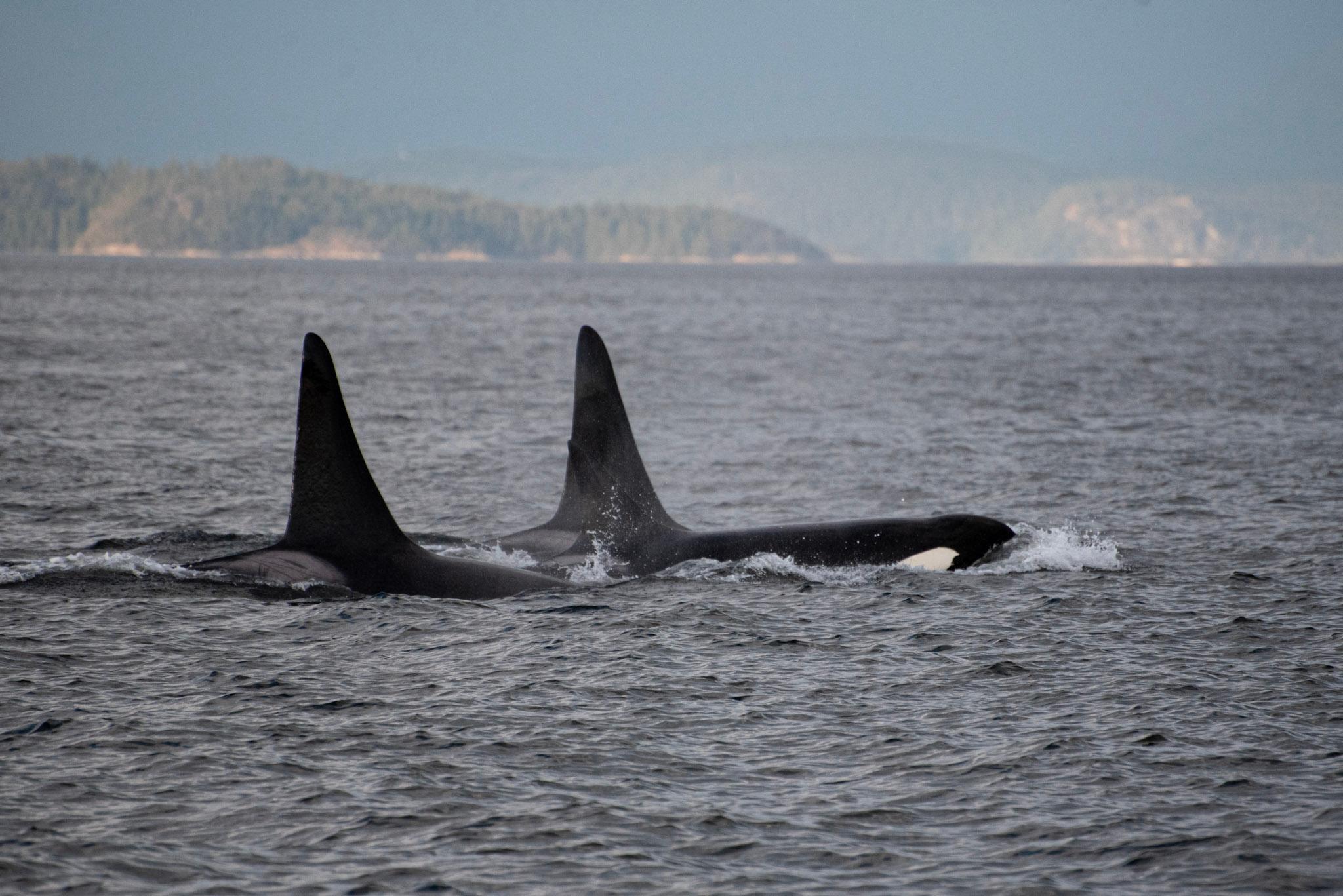 Campbell River: 6-Hour Whale Watching Boat Tour – Discovery Passage, British Columbia, Canada