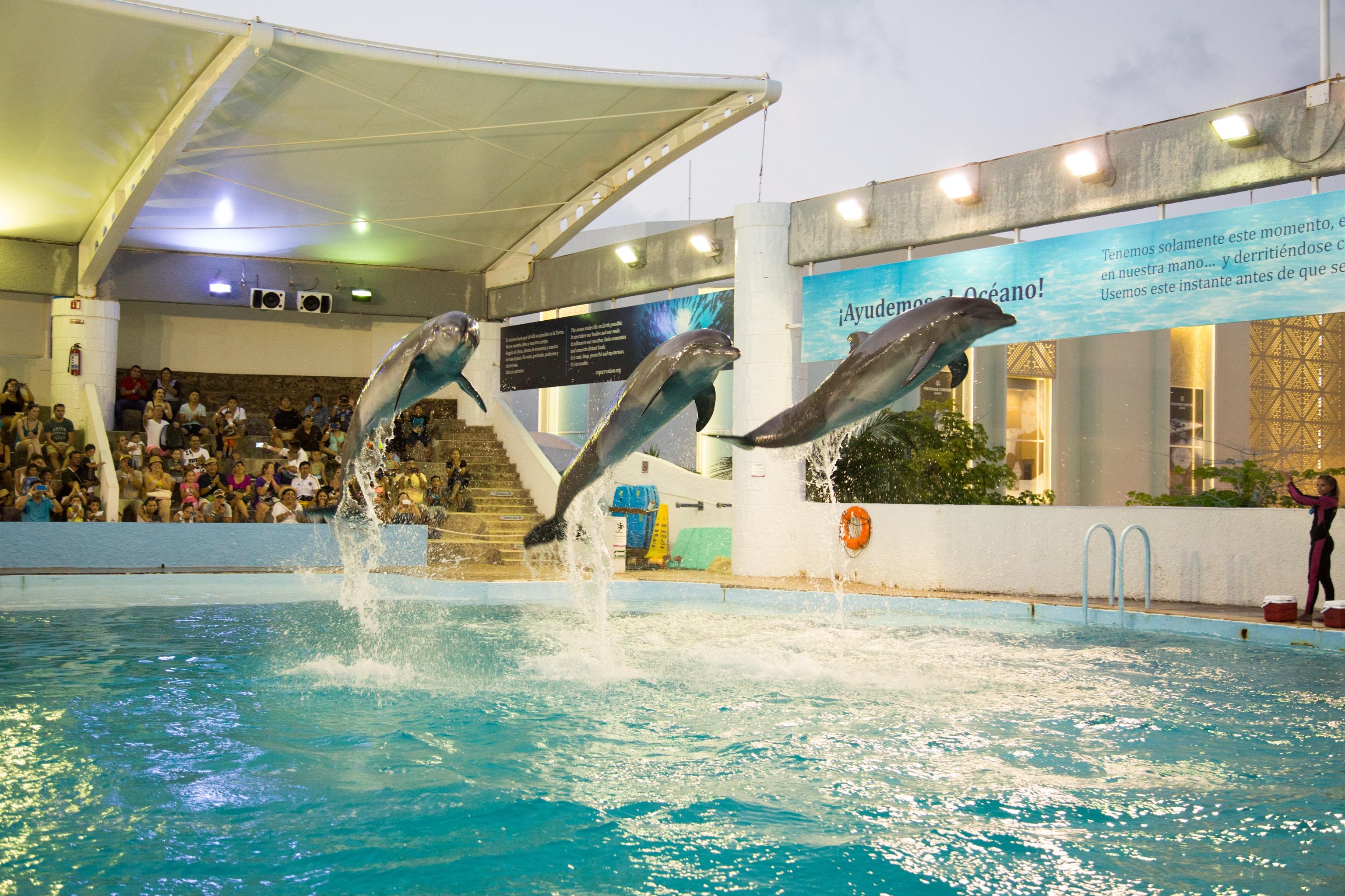 Cancún Interactive Aquarium Admission + Dolphin Presentation – Cancun, Mexico