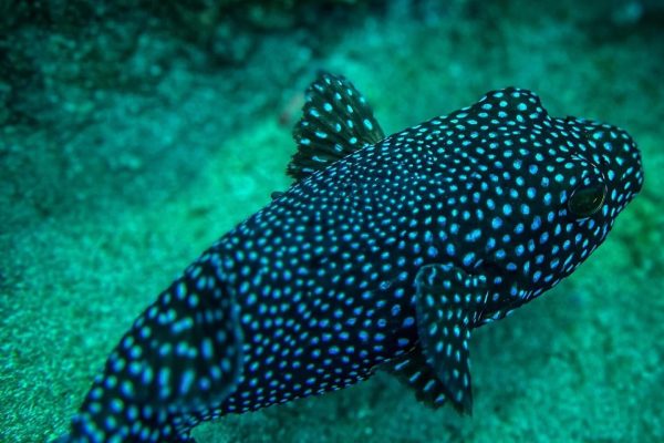 Cano Island Snorkeling Tour from Uvita – Uvita, Costa Rica