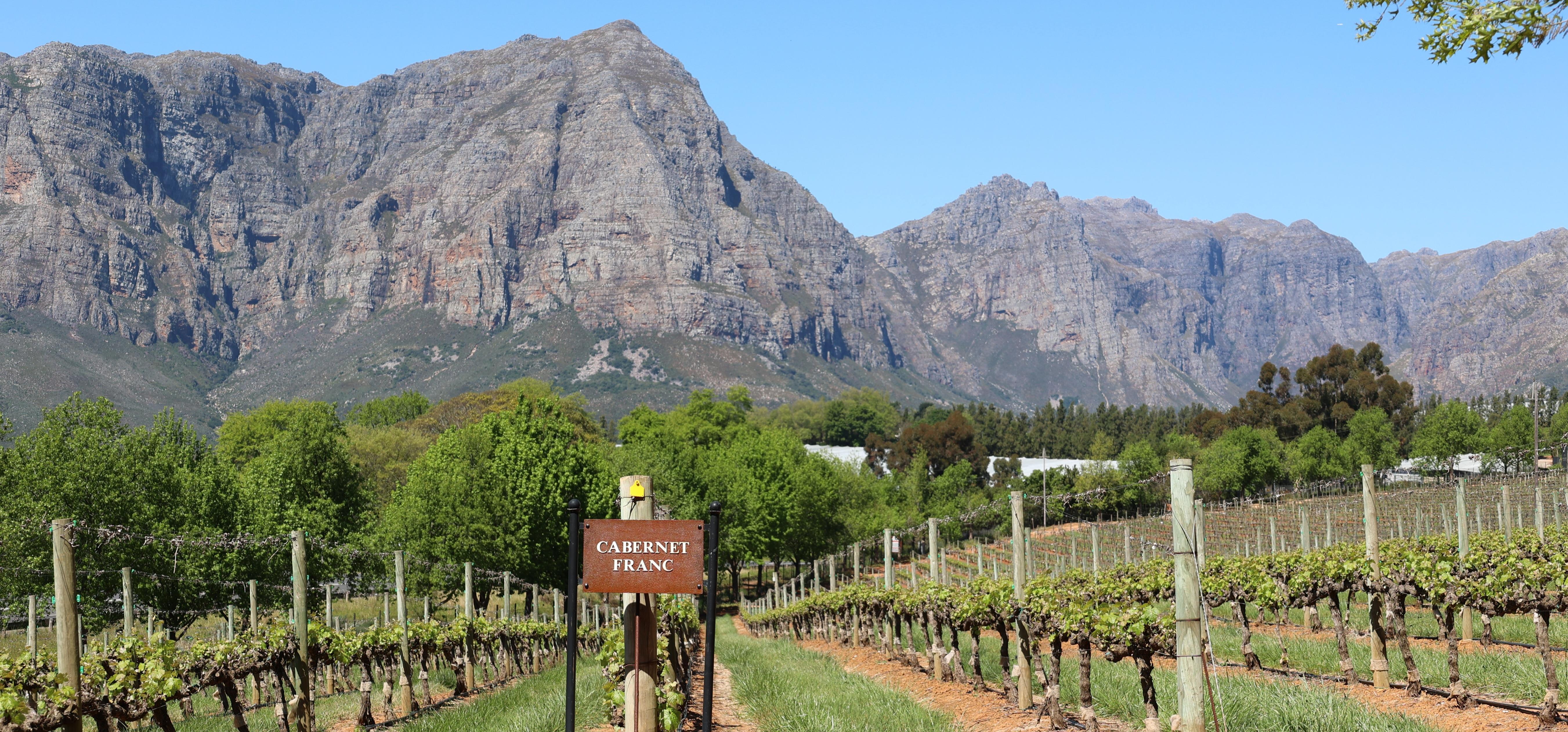 Cape Peninsula and Winelands Private Full-Day Combo Tour – Cape Town, South Africa