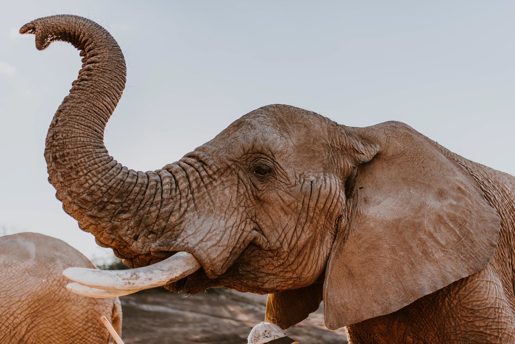 Cape Town: 2-Day Wildlife Tour with Safaris and Luxury Stay – Cape Town, South Africa