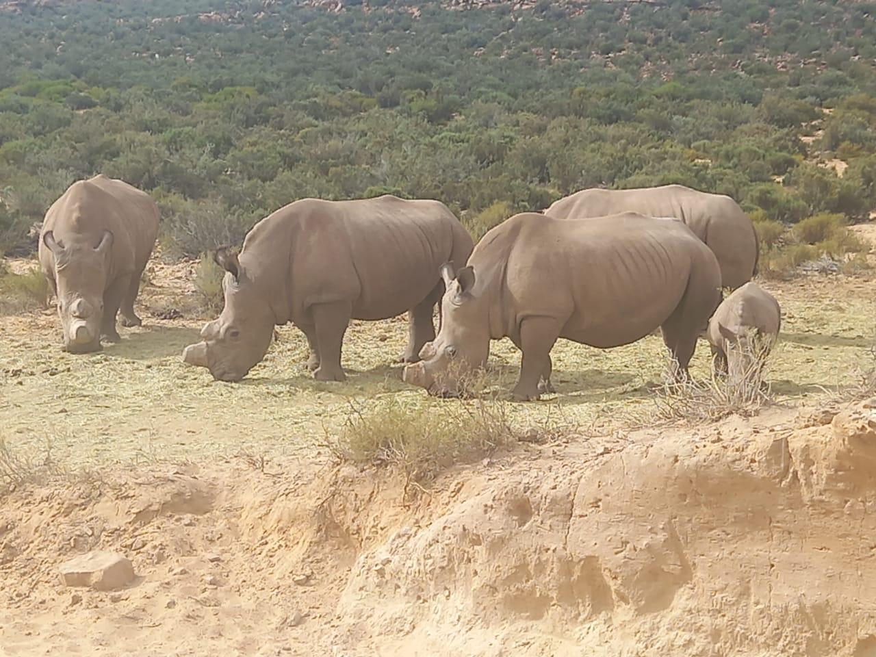 Cape Town: Aquila Game Reserve Sunset Game Drive – Cape Town, South Africa