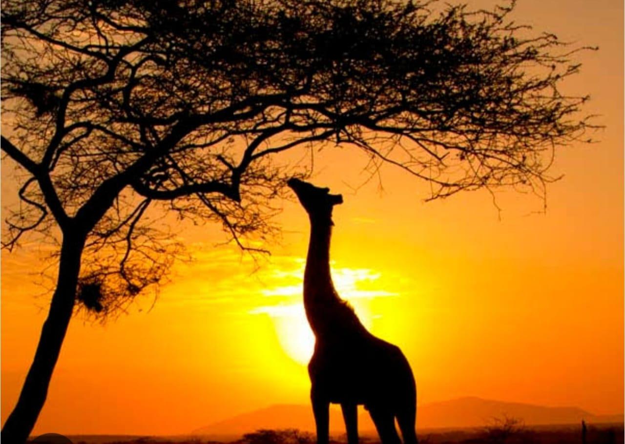 Cape Town: Aquila Game Reserve Sunset Safari with Snacks – Cape Town, South Africa