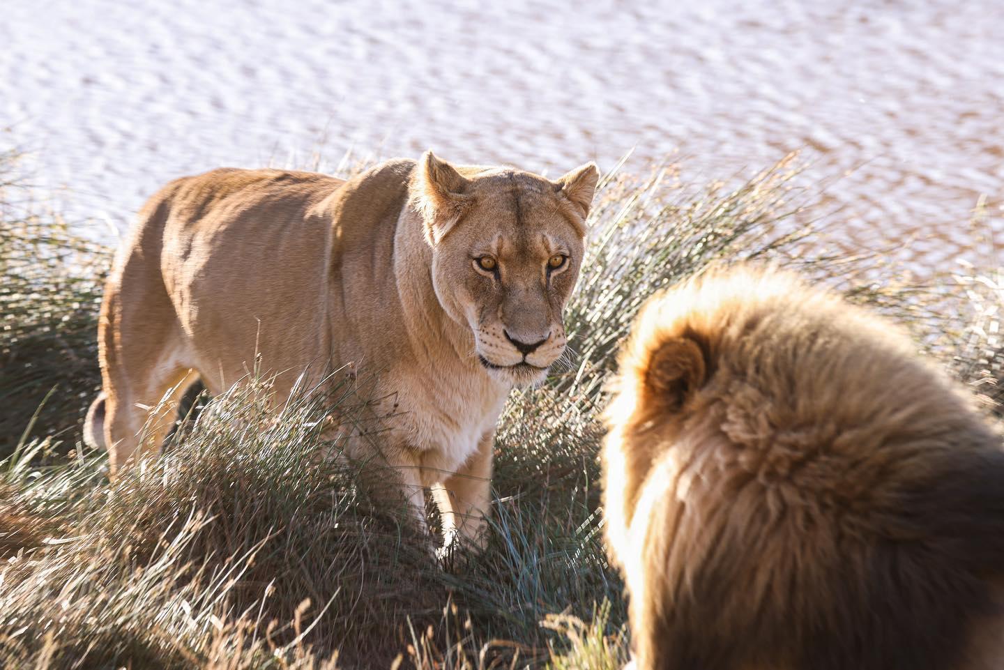 Cape Town: Aquila Safari Game Drive with Lunch and Wine – Cape Town, South Africa