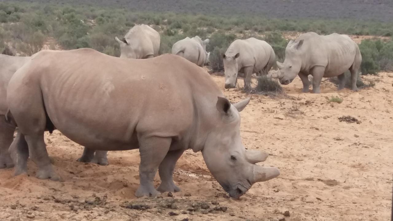 Cape Town Aquilla big sunset safari With transport & food – Cape Town, South Africa