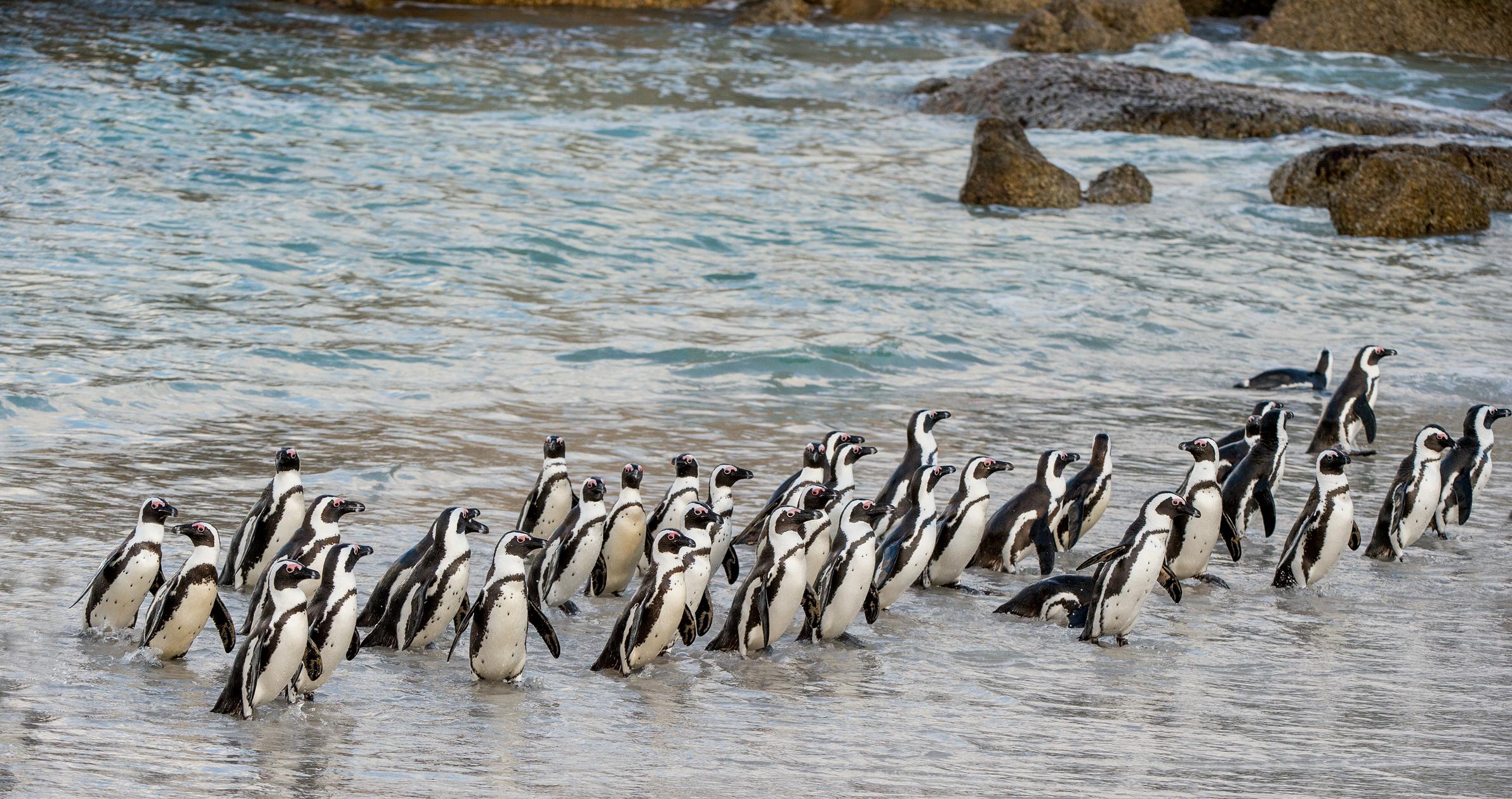 Cape Town: Boulders Penguin Colony Prebooked Entry Ticket – Cape Town, South Africa