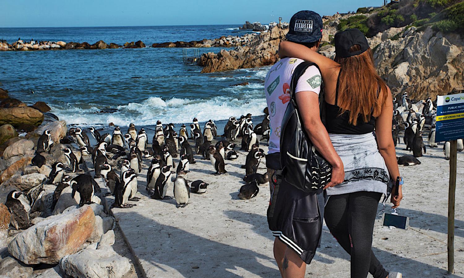 Cape Town: CAPE OF GOOD HOPE AND PENGUINS PRIVATE FULL DAY. – Cape Town, South Africa