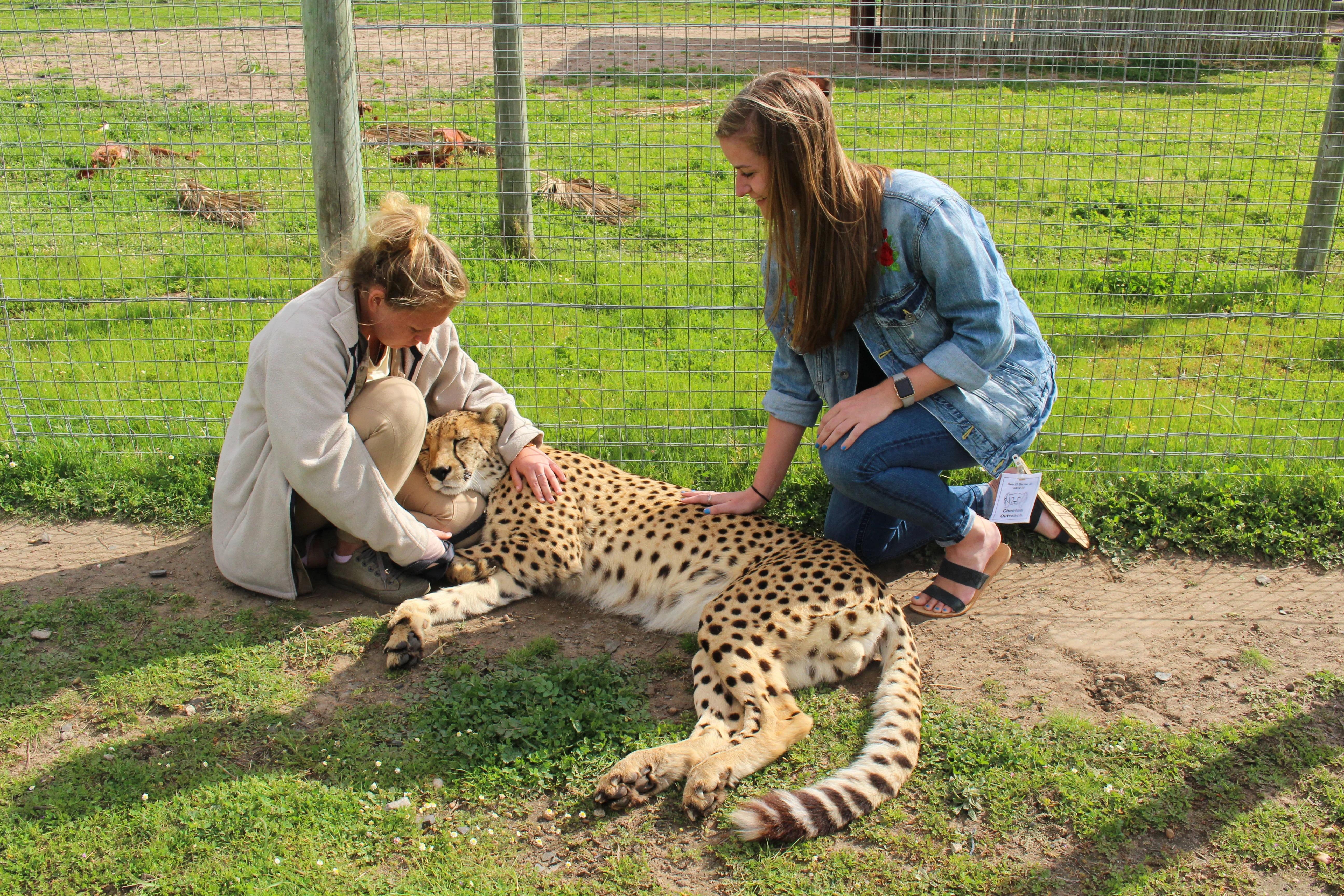 Cape Town: CHEETAH ENCOUNTER/WINE TESTING EXPERIENCE/LUNCH – Cape Town, South Africa