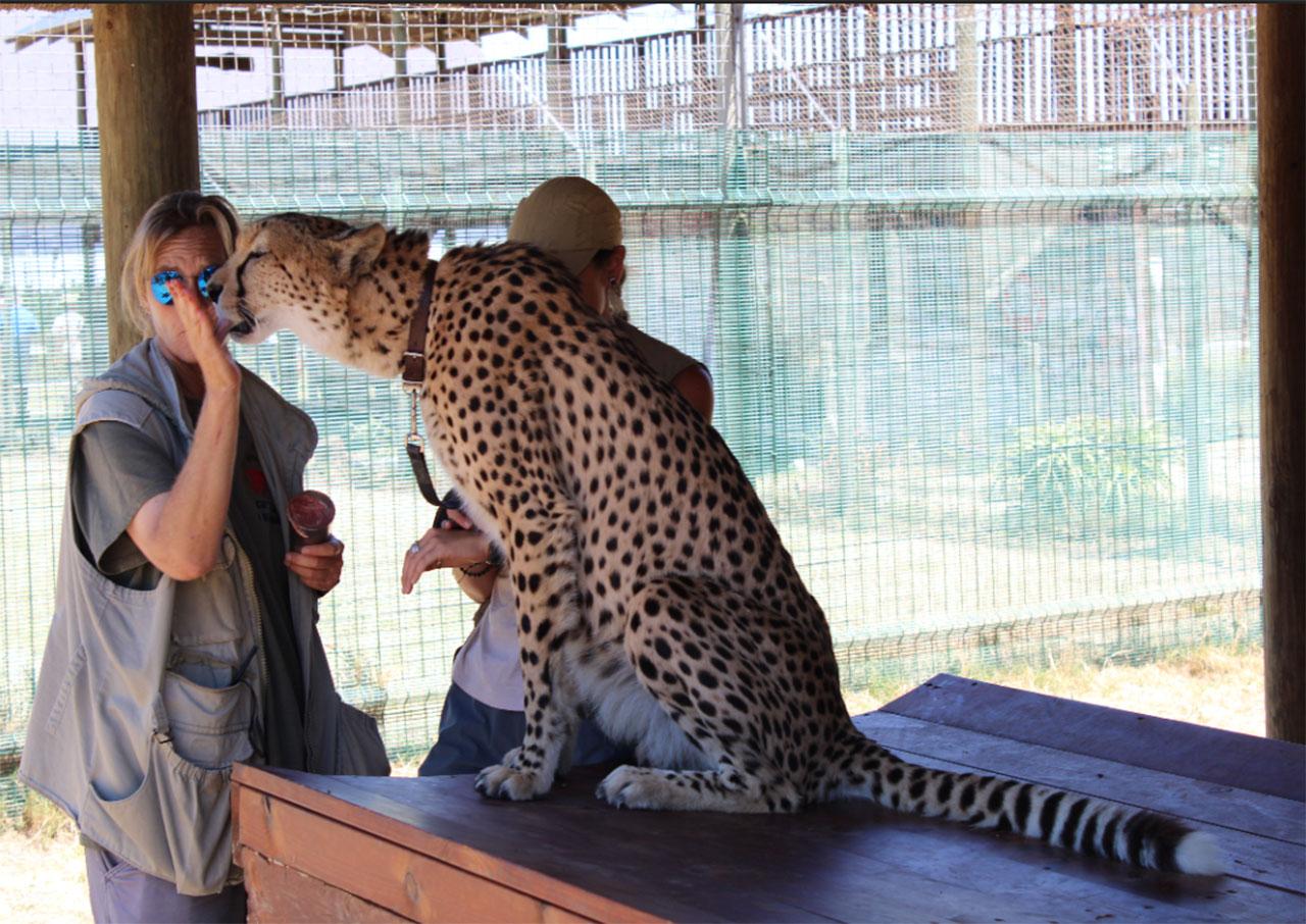 Cape Town: Cheetah Outreach and Winelands Day Tour – Cape Town, South Africa