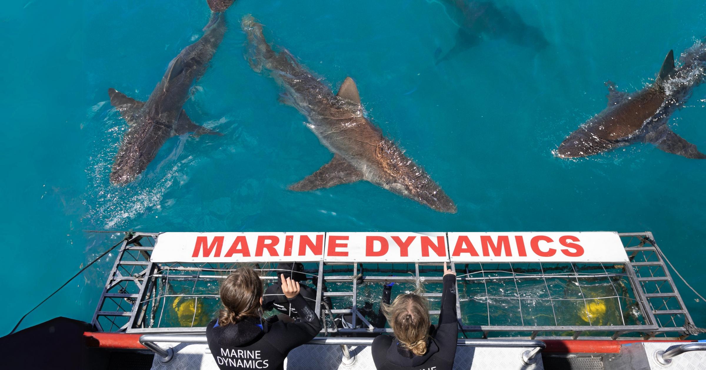 Cape Town: Gansbaai Eco-Friendly Shark Cage Diving Cruise – Cape Town, South Africa