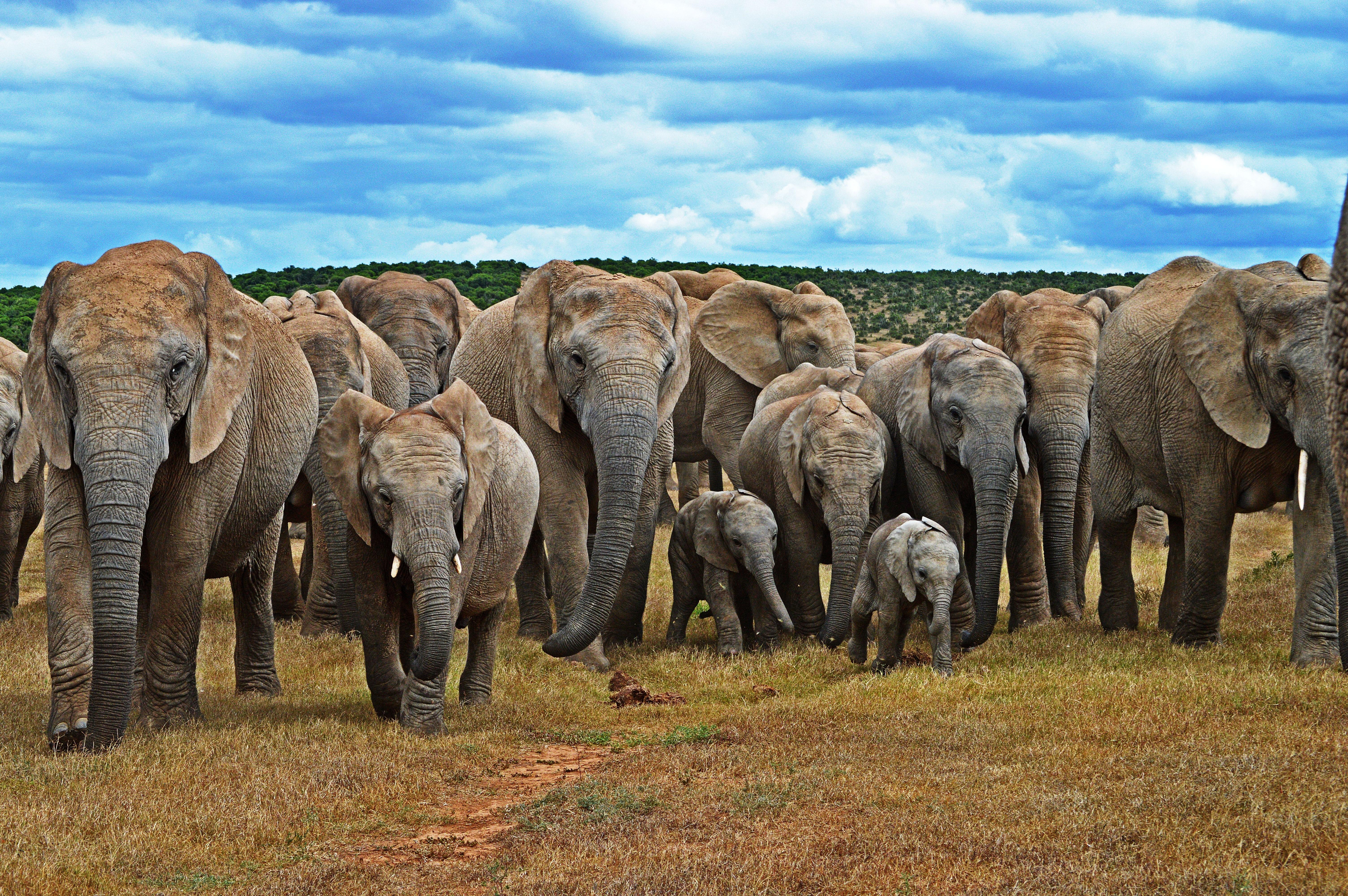 Cape Town: Garden Route and Addo Elephant Park 6-Day Safari – Cape Town, South Africa