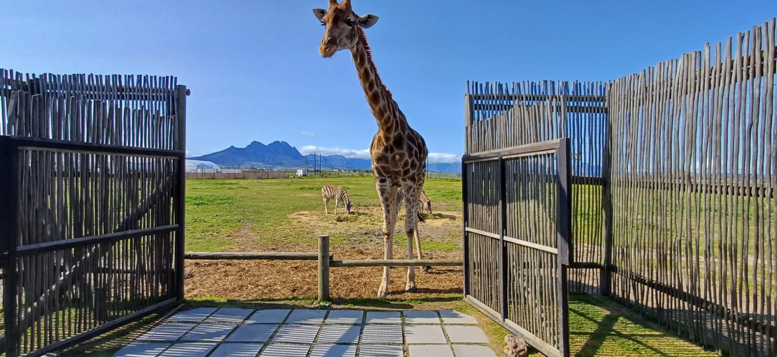 Cape Town Giraffe House, Cheetah Encounter and Wine Tasting – Cape Town, South Africa