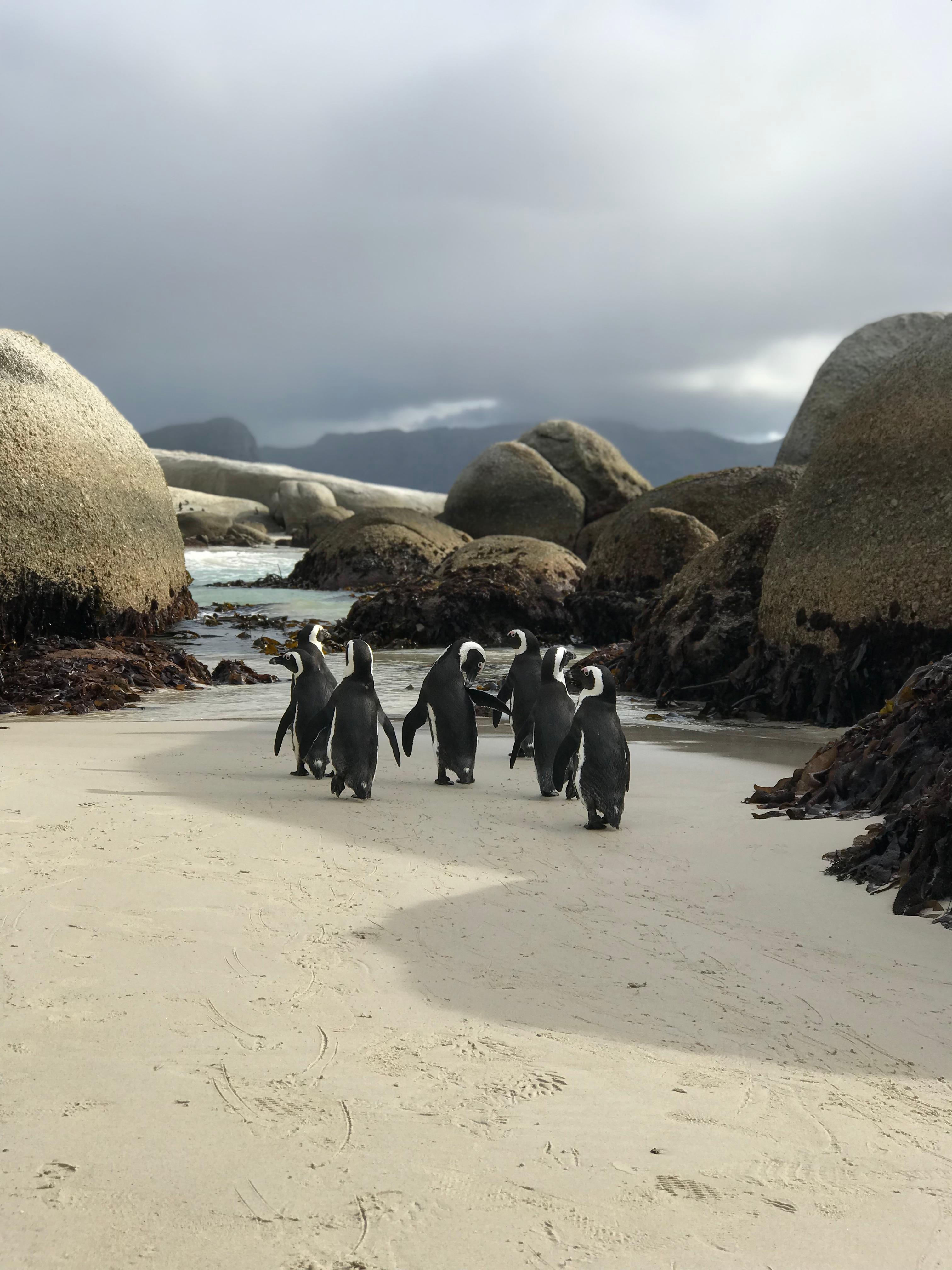 Cape Town: Half-Day Boulders Beach & Penguin Encounter Tour – Cape Town, South Africa