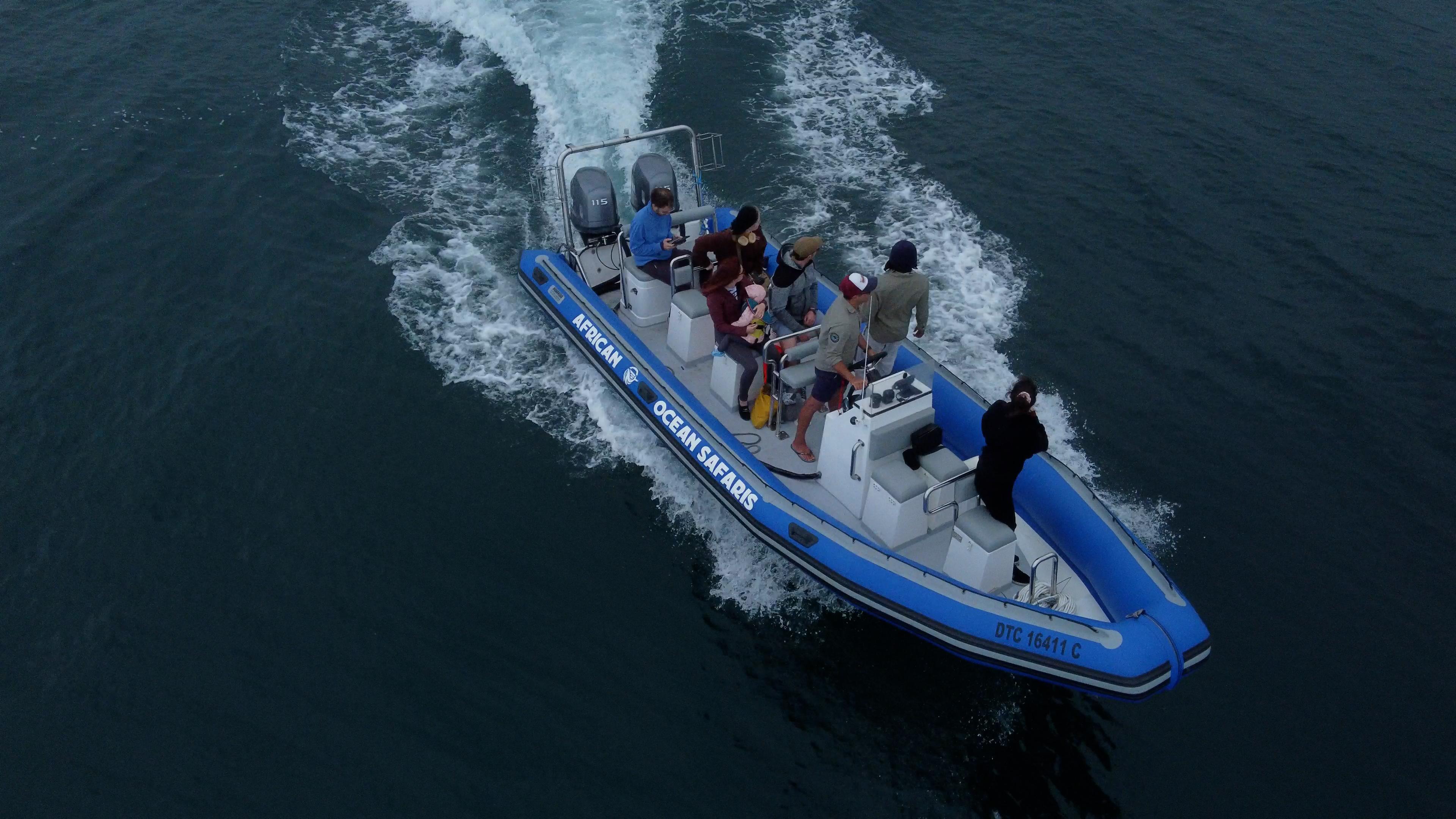 Cape Town: Marine Biologist Led Safari Tour – V&A Waterfront – Cape Town, South Africa