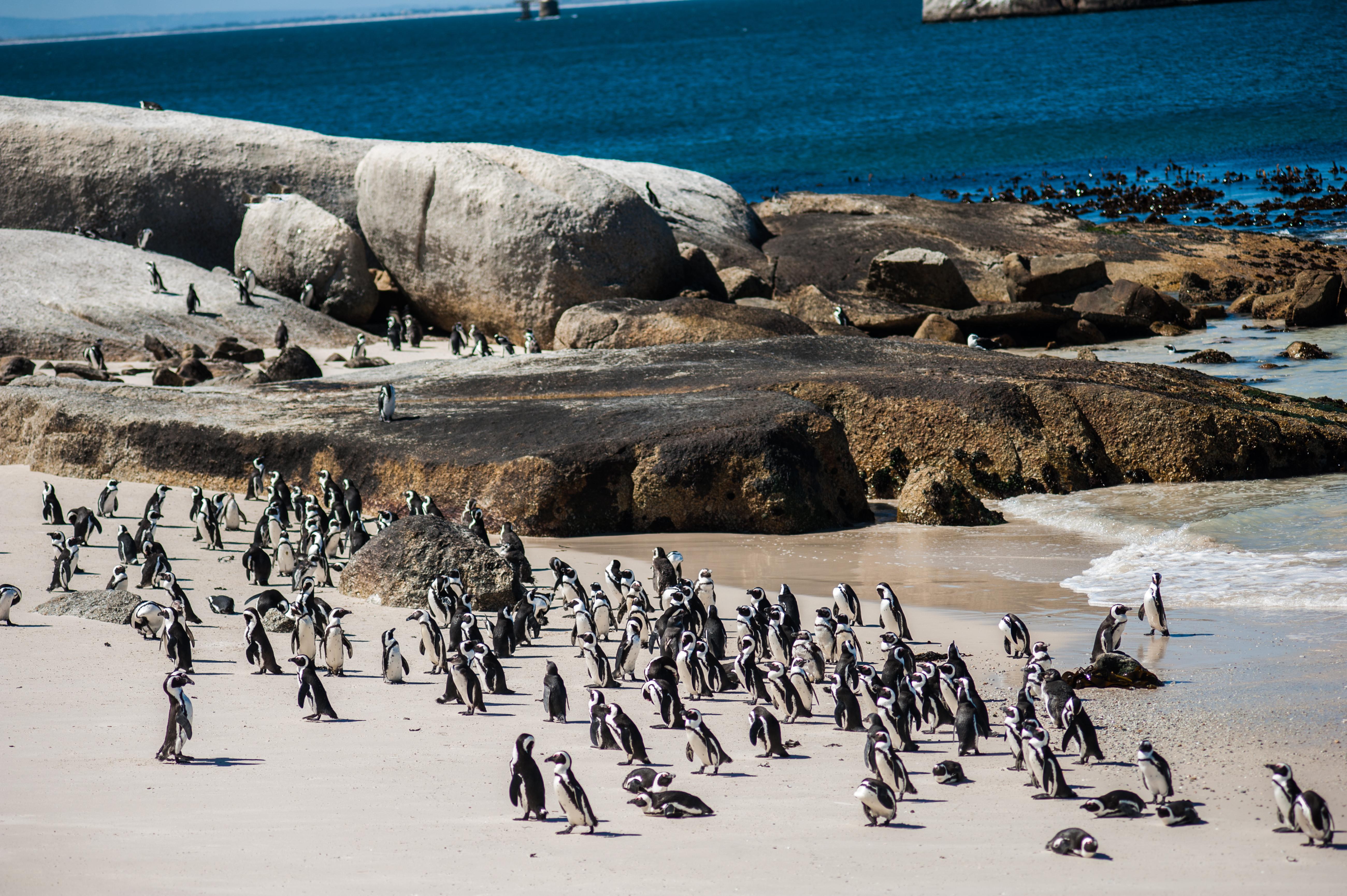 Cape Town: Penguin Watching at Boulders Beach Half Day Tour – Cape Town, South Africa