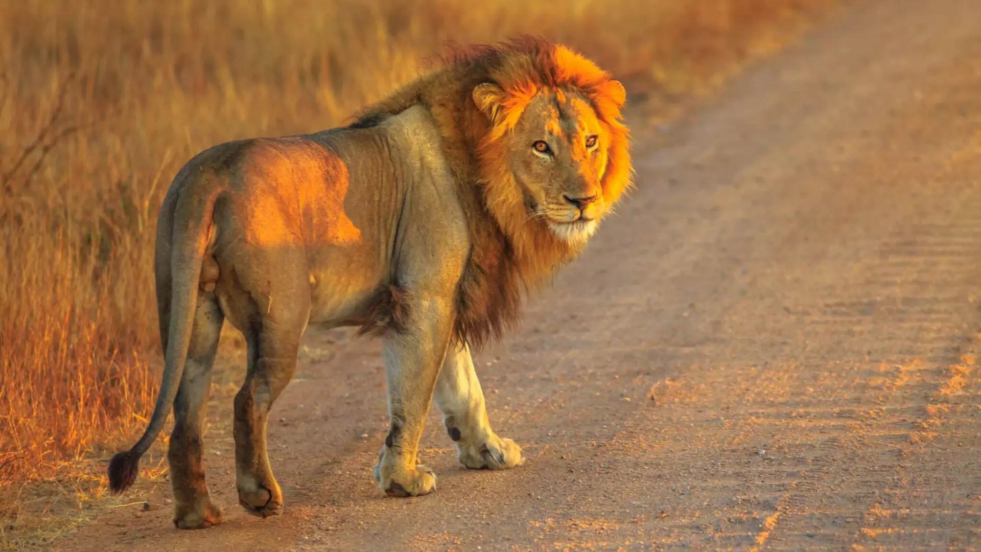 Cape Town: Private Aquila Reserve Safari with Winery Lunch – Cape Town, South Africa