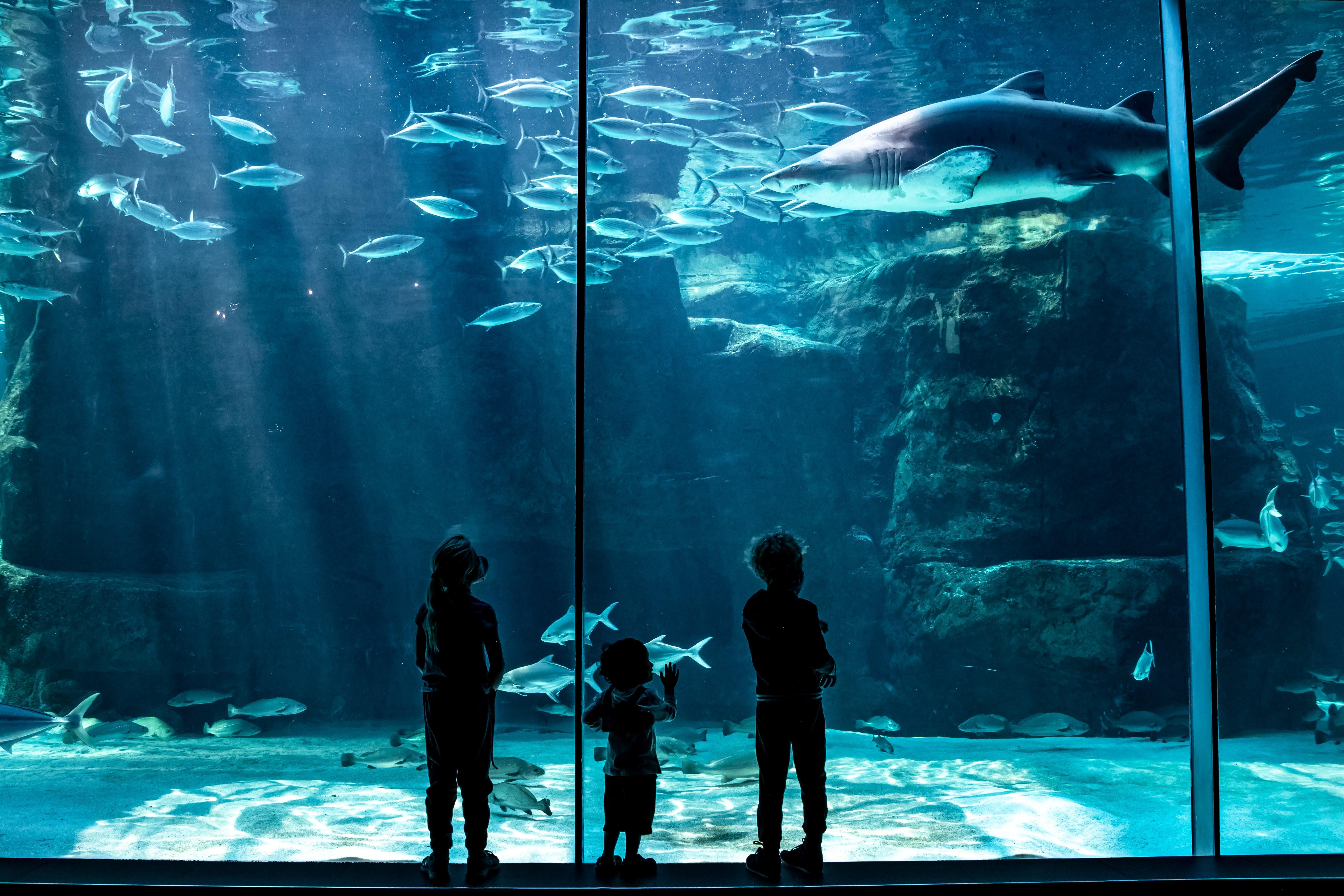 Cape Town: Private Family Tour with Aquarium & Parks – Cape Town, South Africa