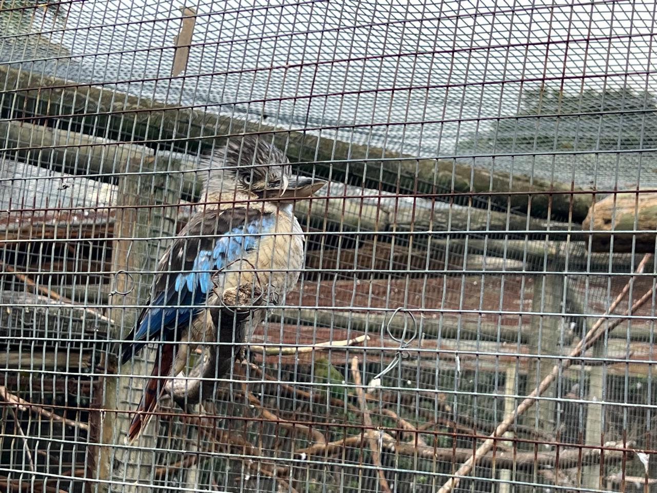 Cape Town Private World of Birds Tour with over 3000 Birds. – Cape Town, South Africa