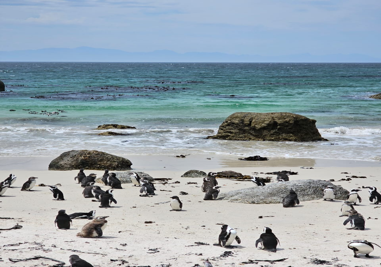Cape Town Table Mountain Penguins & Cape Point All-inclusive – Cape Town, South Africa