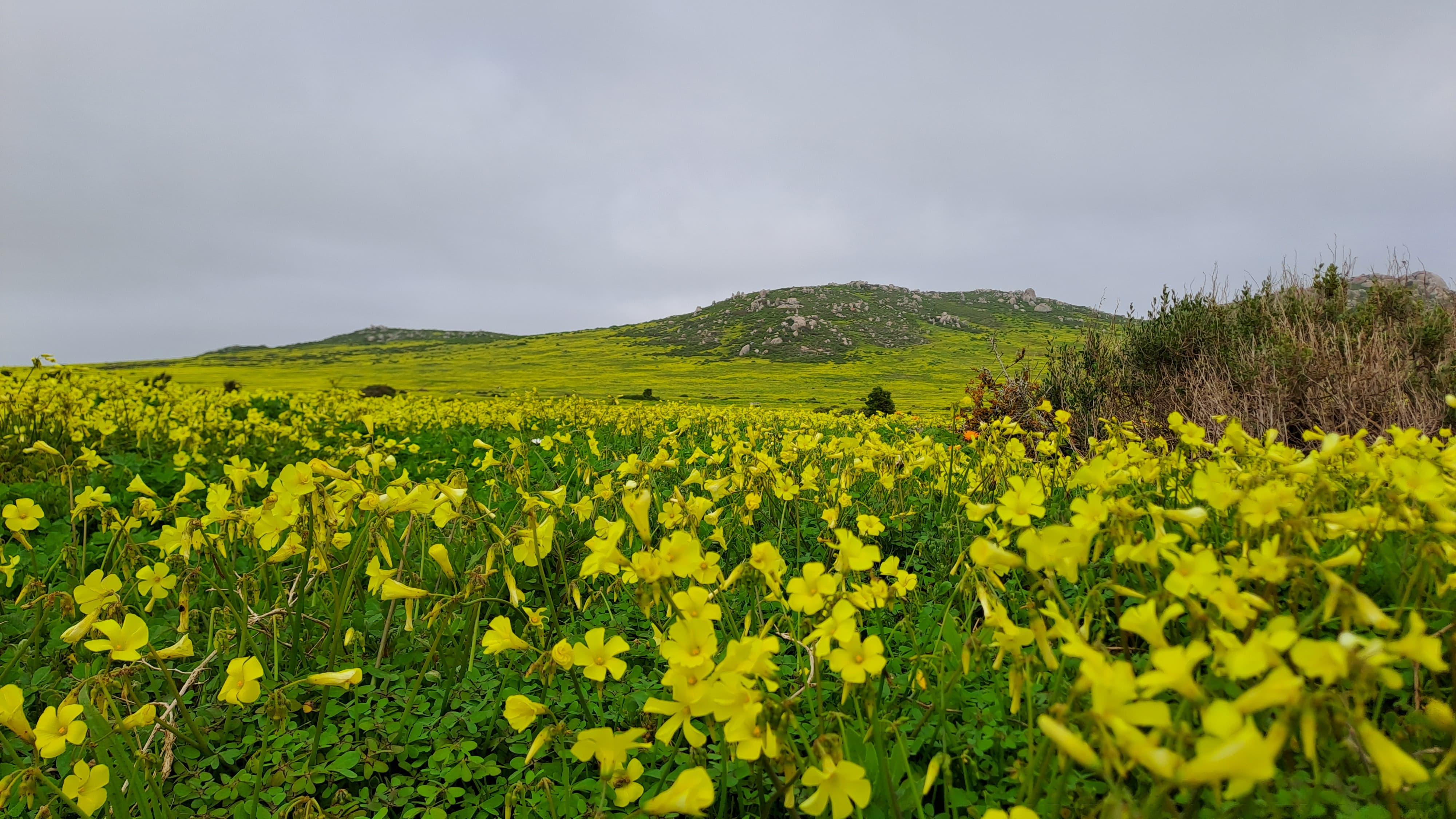 Cape Town: West Coast Spring Tour 2025 – Cape Town, South Africa