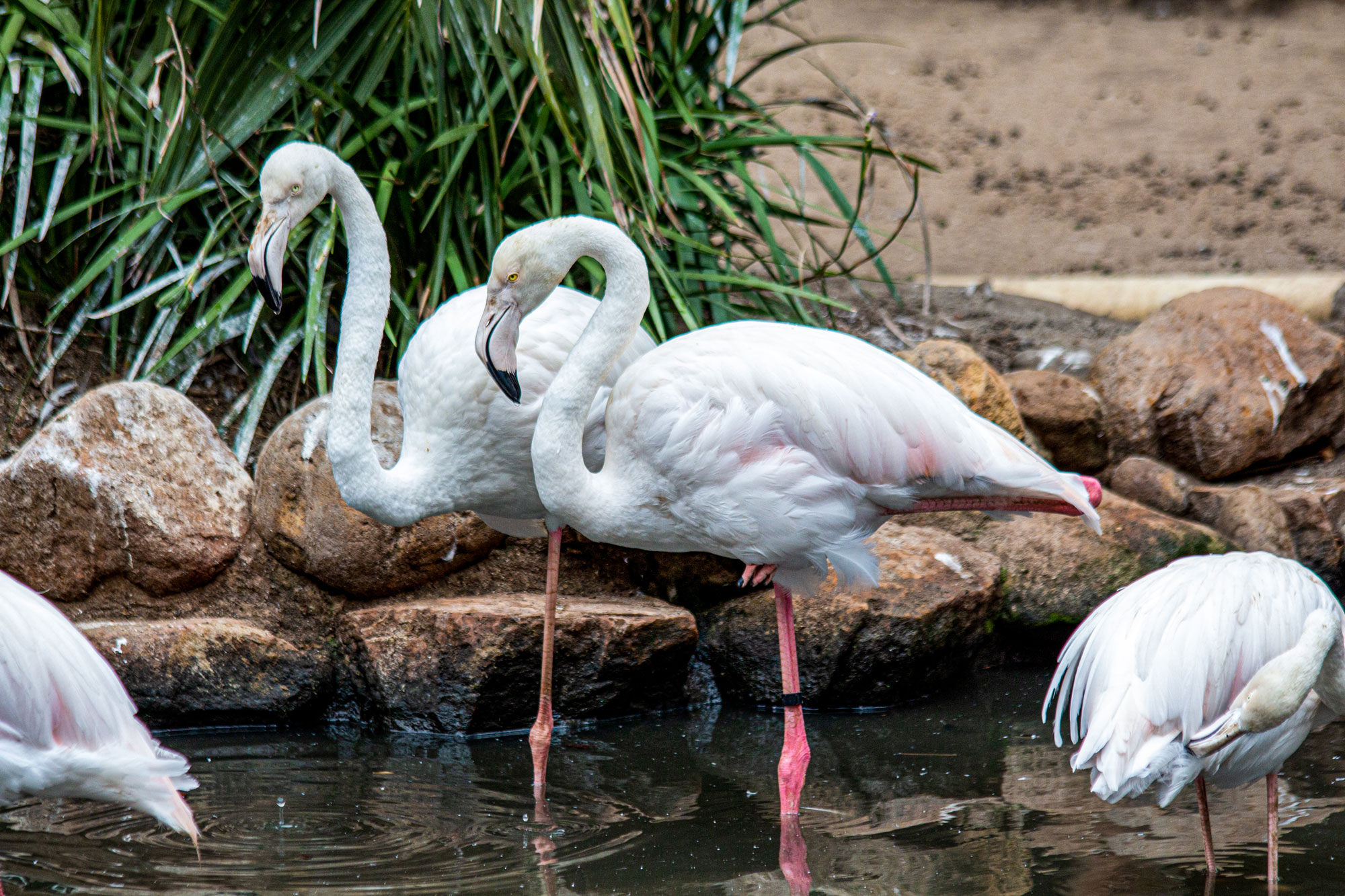 Cape Town: World of Birds & Animal Sanctuary – Cape Town, South Africa