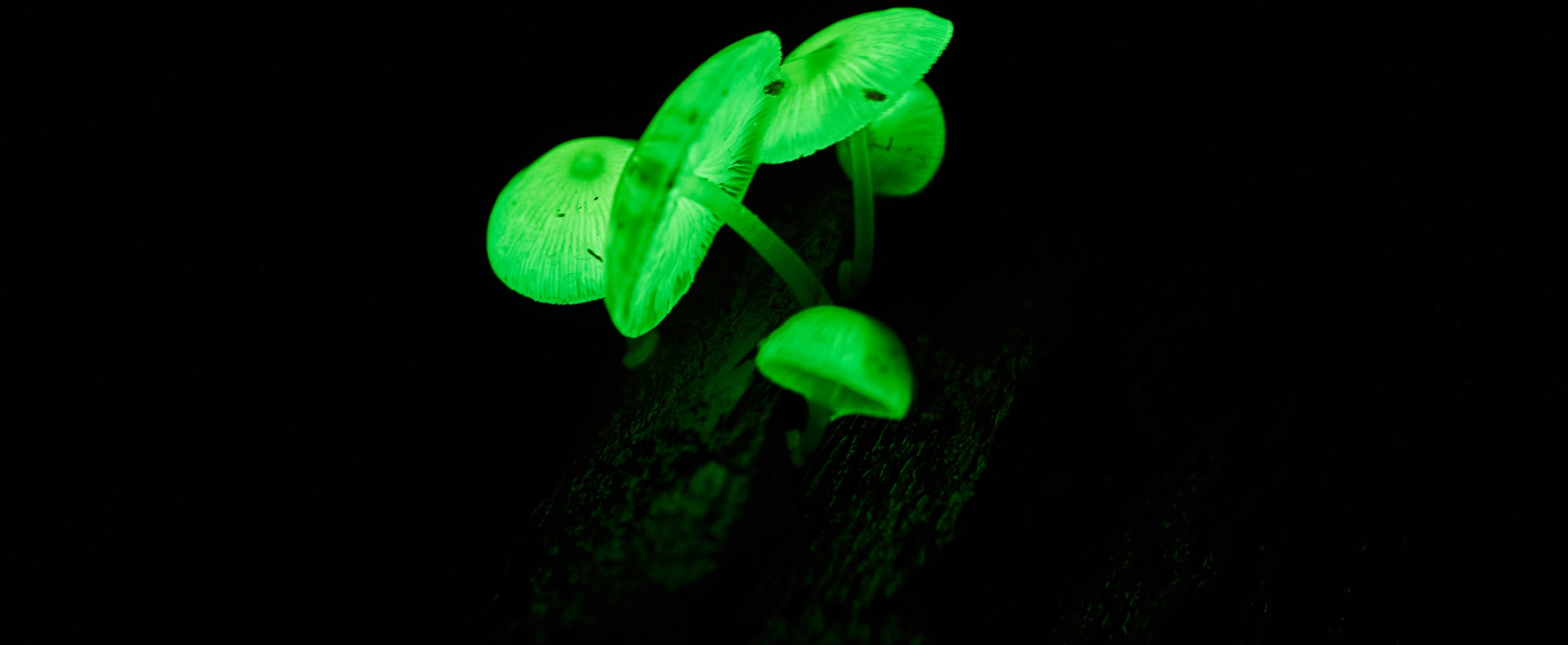 Cape Tribulation: Daintree Rainforest Night Walk Tour – Cape Tribulation, Australia