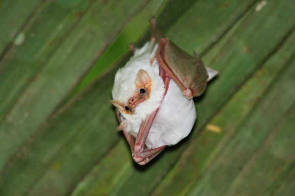 Carara National Park Tour – Tarcoles, Costa Rica