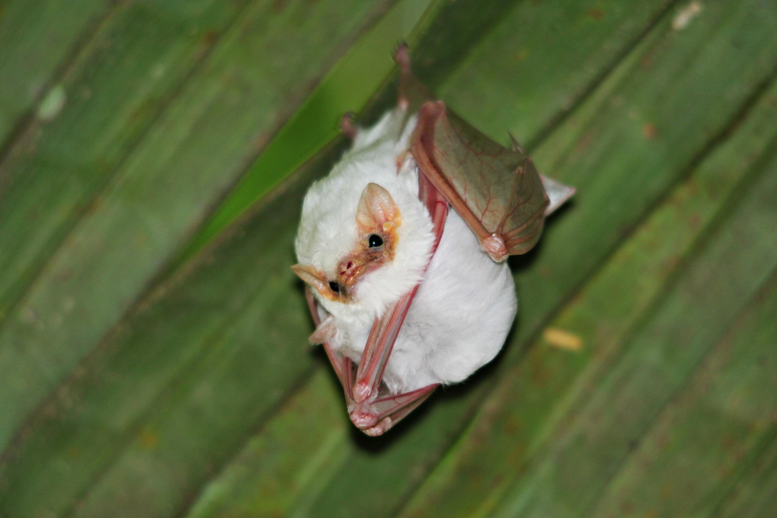 Carara National Park Tour – Tarcoles, Costa Rica