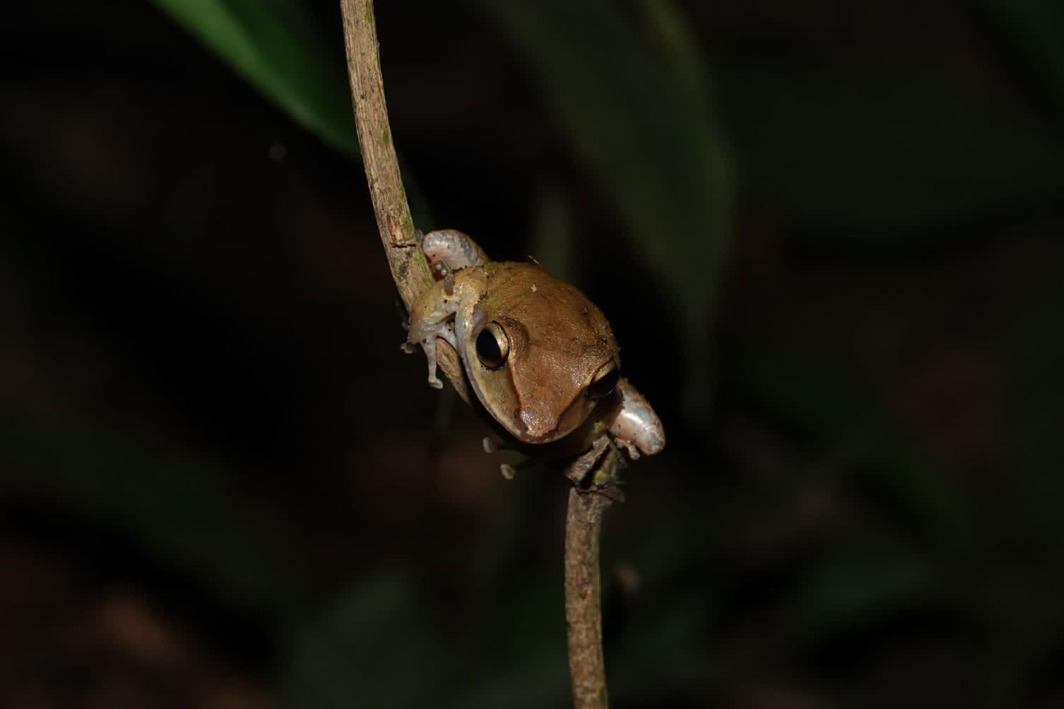 Caribbean Moonlight Hike – Puerto Viejo de Talamanca, Costa Rica
