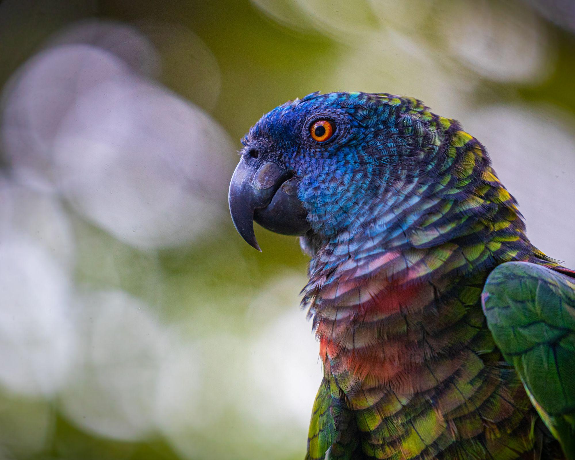 Castries, St. Lucia – Guided Birdwatching Tour – Saint Lucia