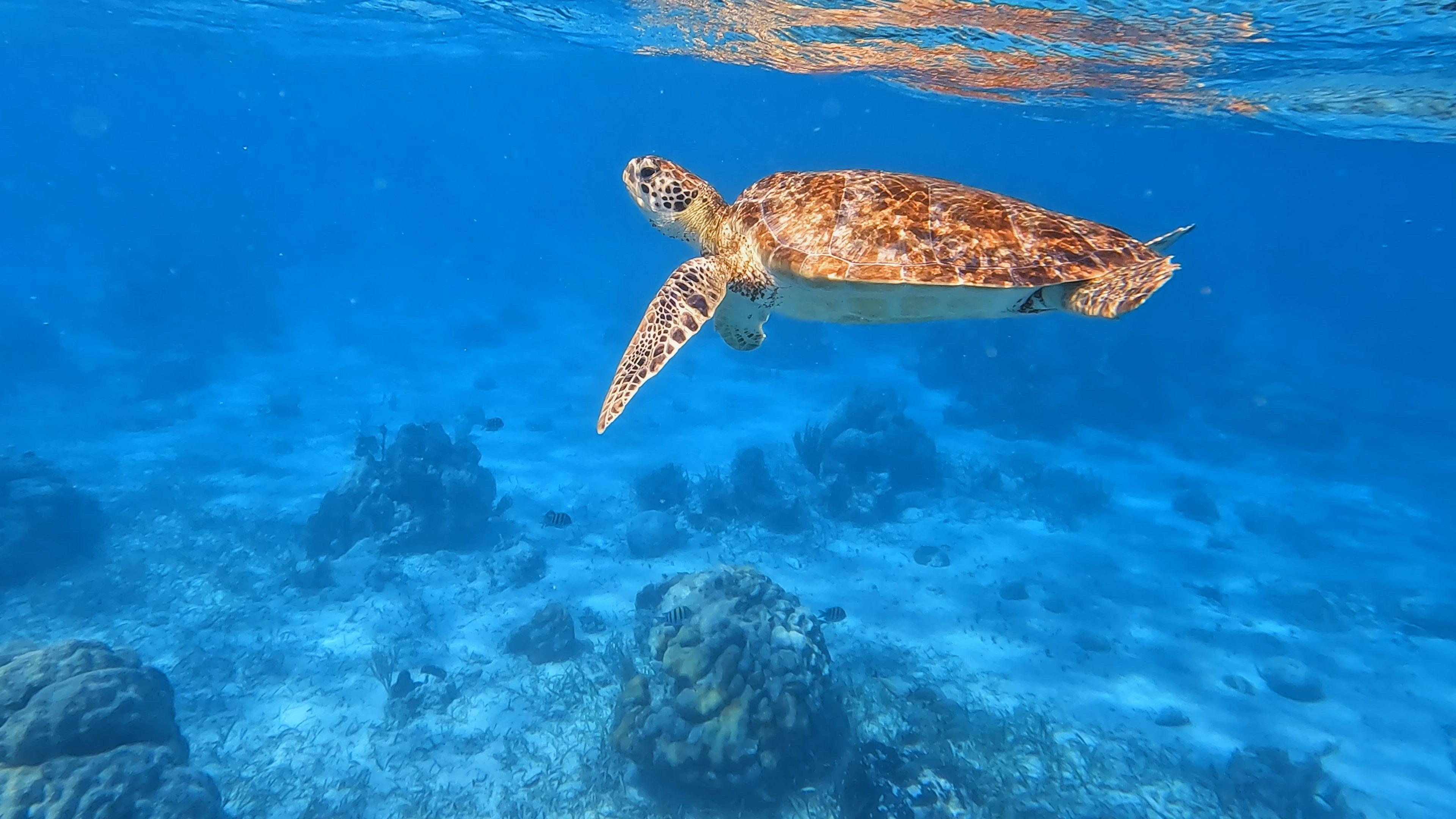 Caye Caulker: Half Day Snorkeling Tour with Sunset Cruise – San Pedro, Belize