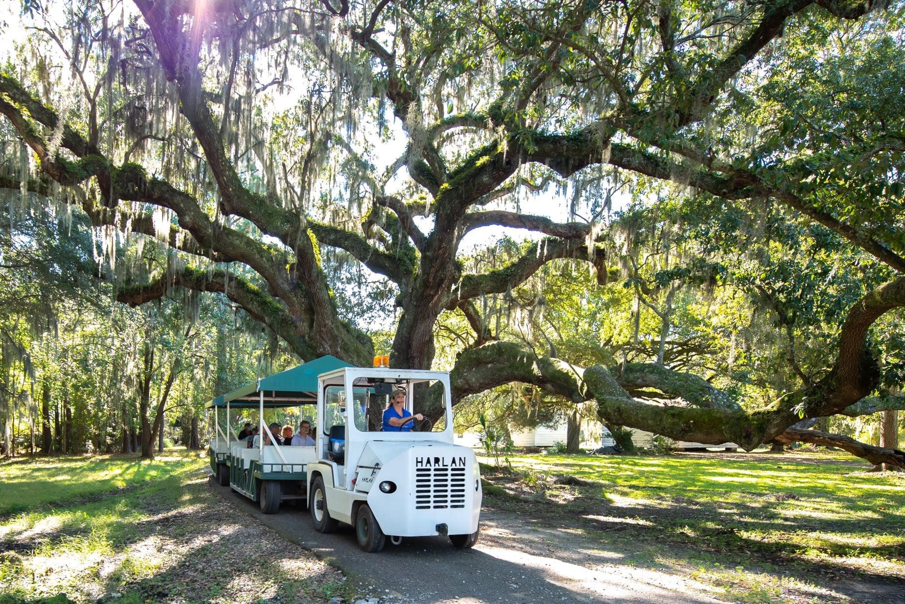 Charleston: Magnolia Plantation & Gardens Guided Tour – Charleston, South Carolina
