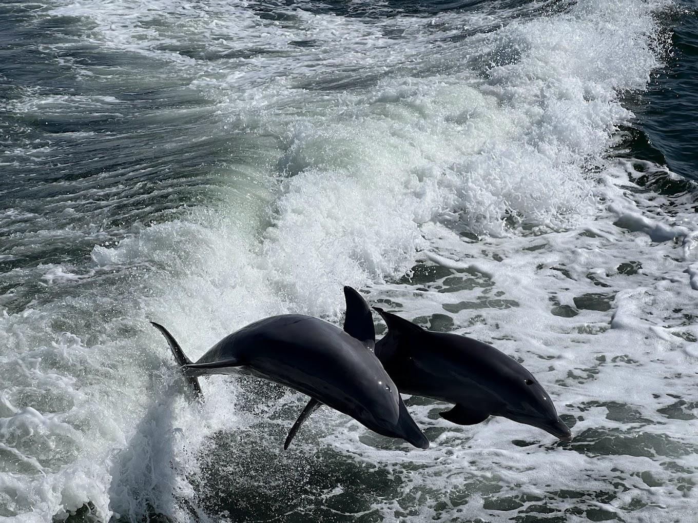 Charlotte Harbor: Dolphin Discovery Day Cruise – Fort Myers, Florida