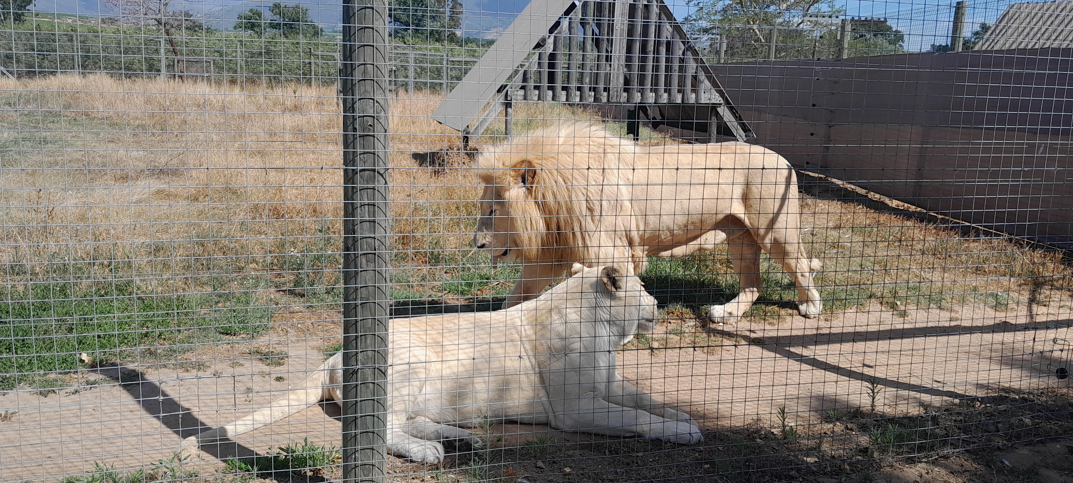 Cheetah, Giraffes Encounter, lion’s park, and Wine Tasting – Cape Town, South Africa