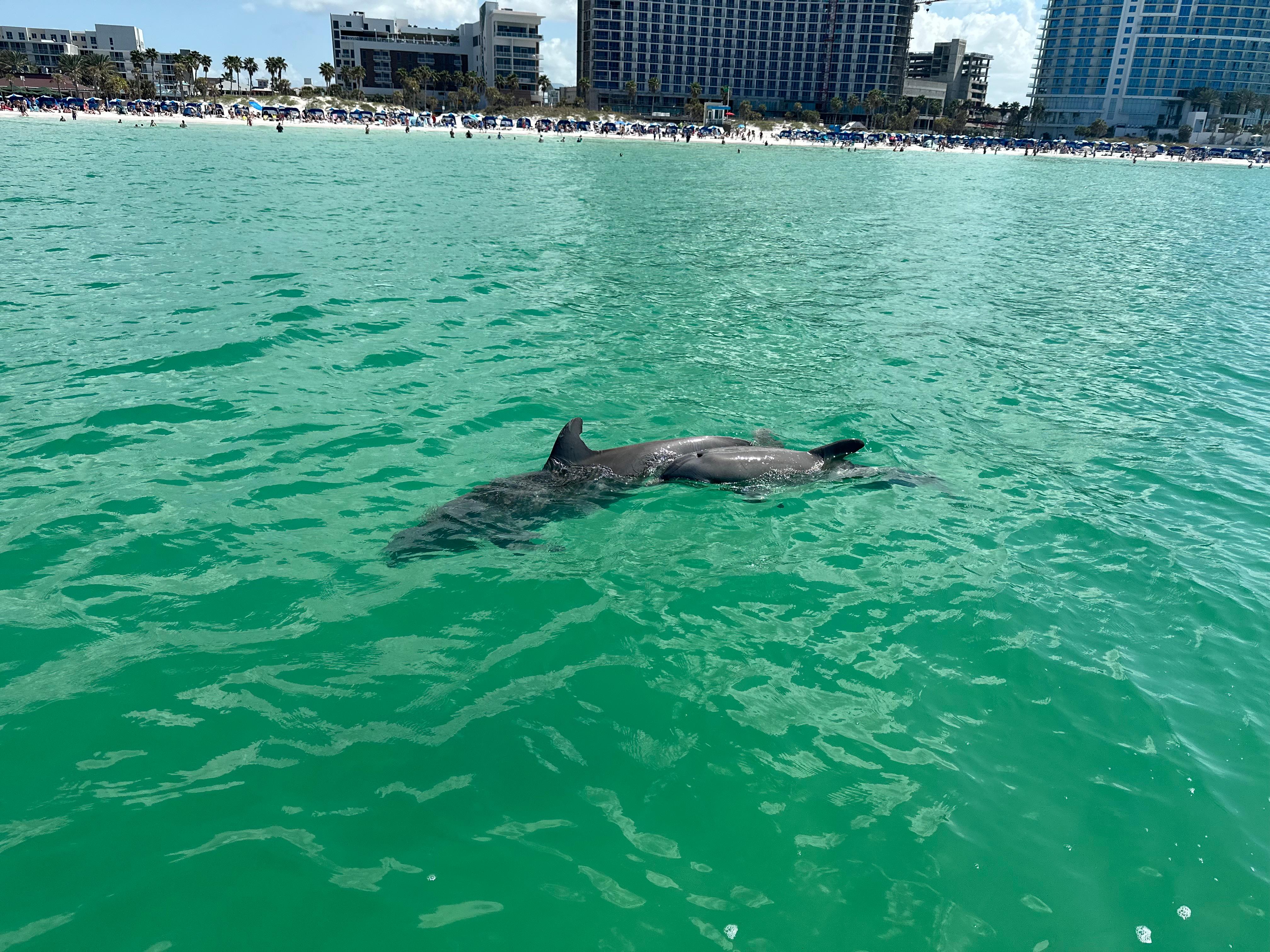 Clearwater Beach: Dolphin & Island Sandbar Cruise – Clearwater, Florida