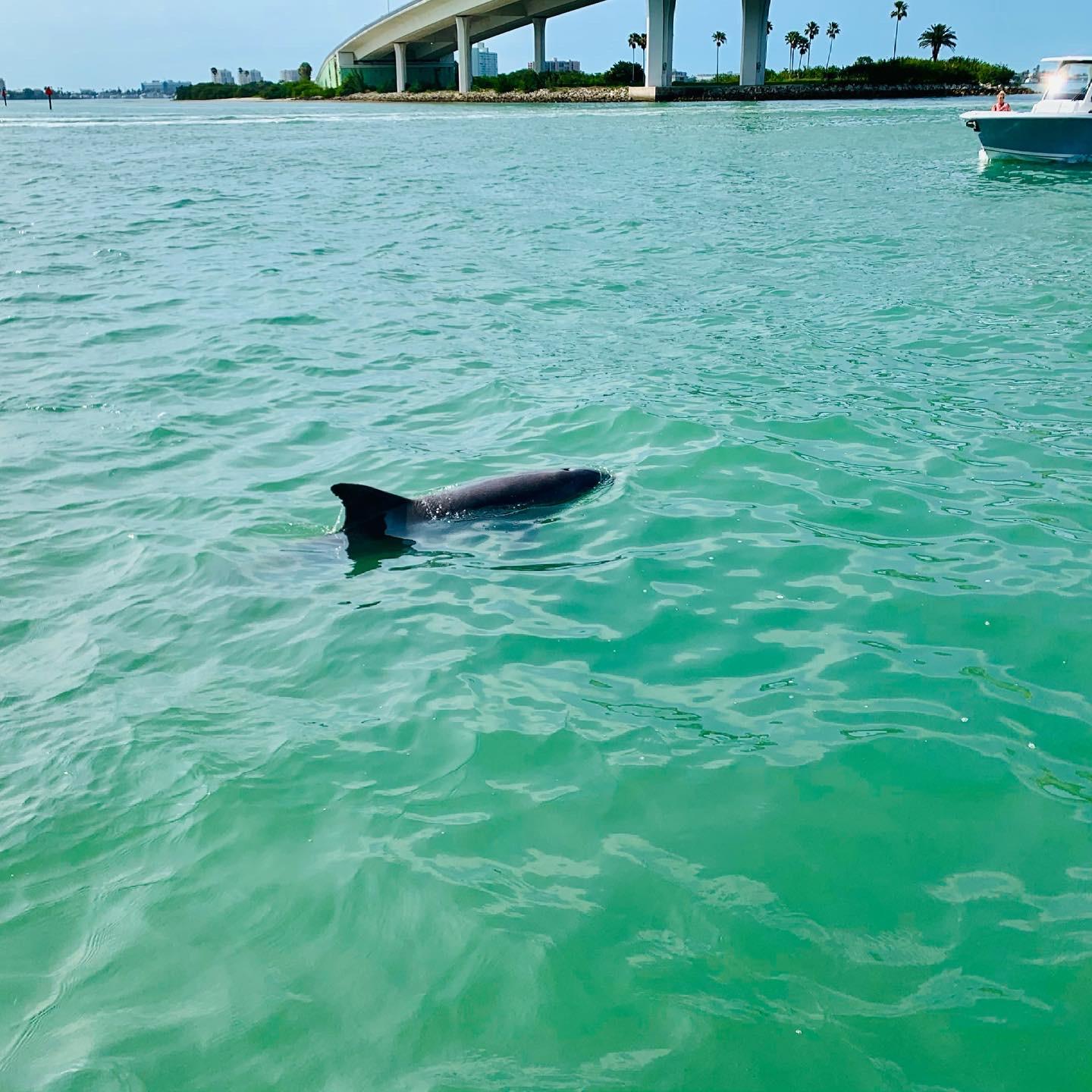 Clearwater Beach: Private Pontoon Tours – Clearwater, Florida