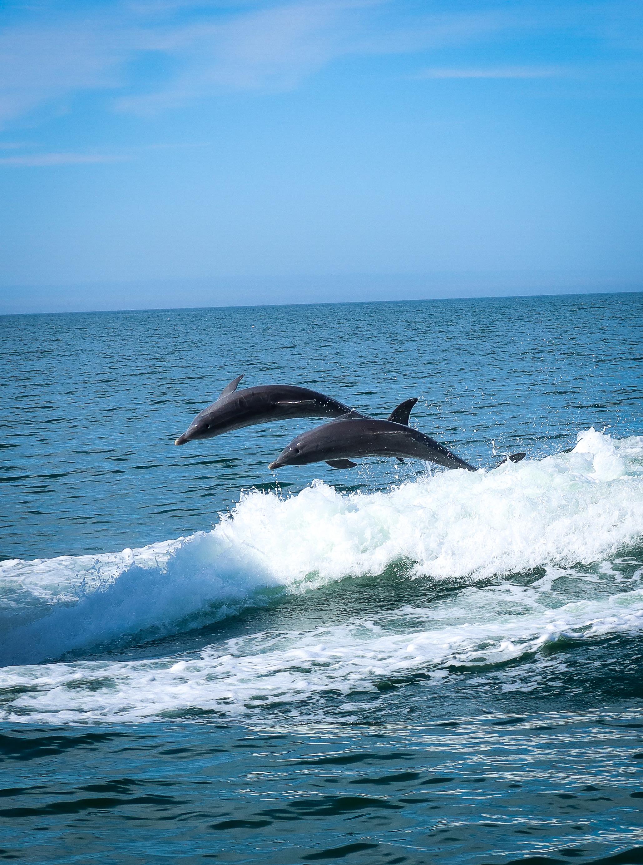 Clearwater: Dolphin Cruise with an Island Adventure – Clearwater, Florida