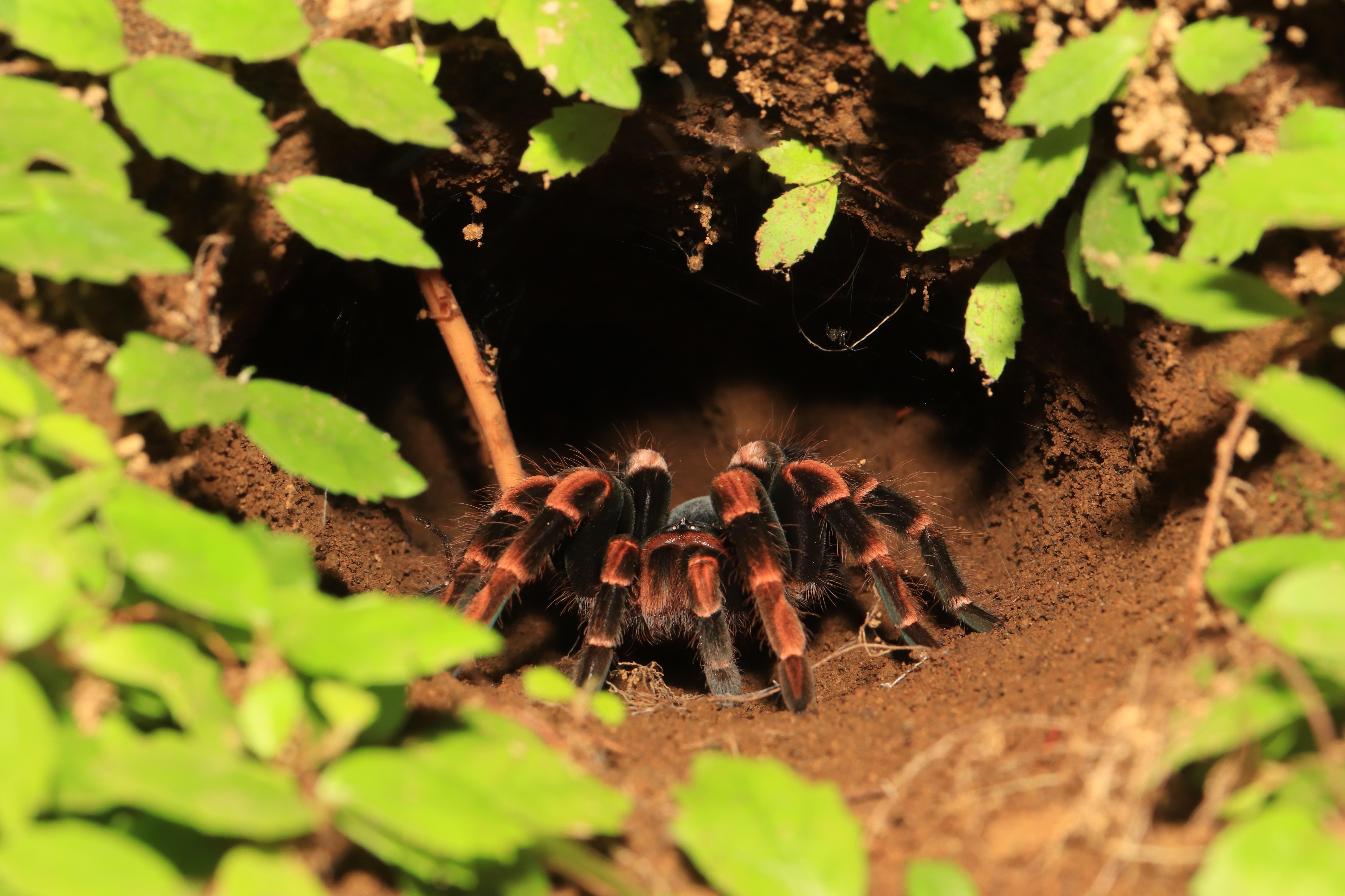 Cloud Forest Night Walk – Monteverde, Costa Rica